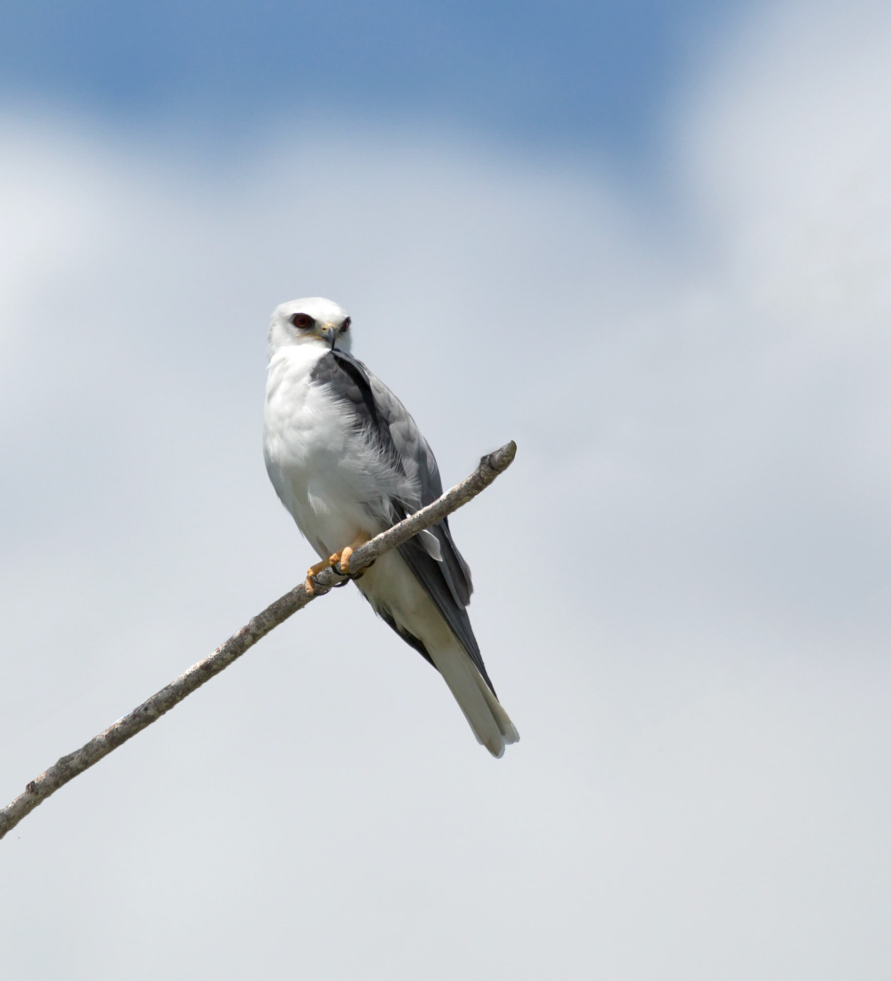 White-tailed Kite