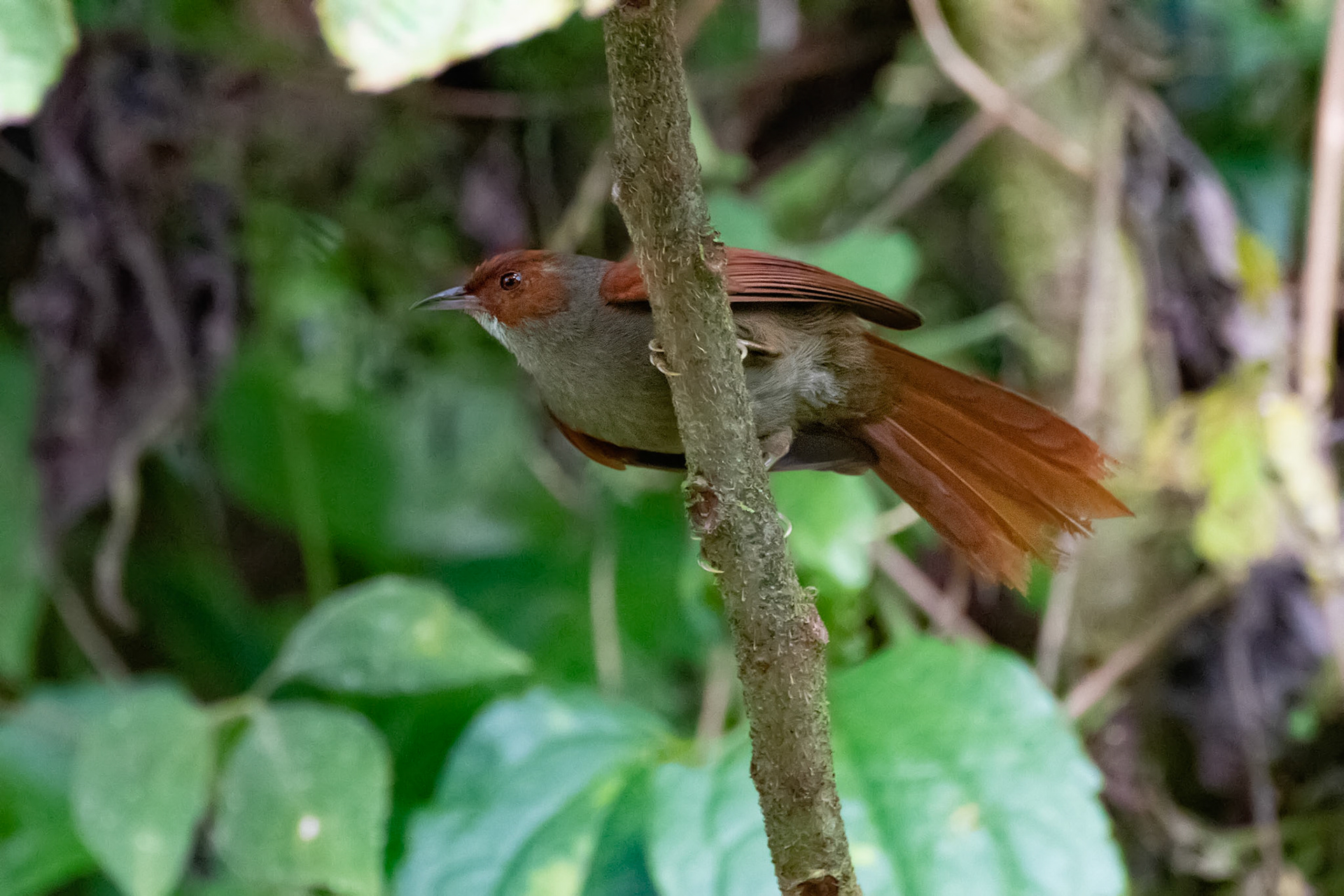 Red-faced Spinetail