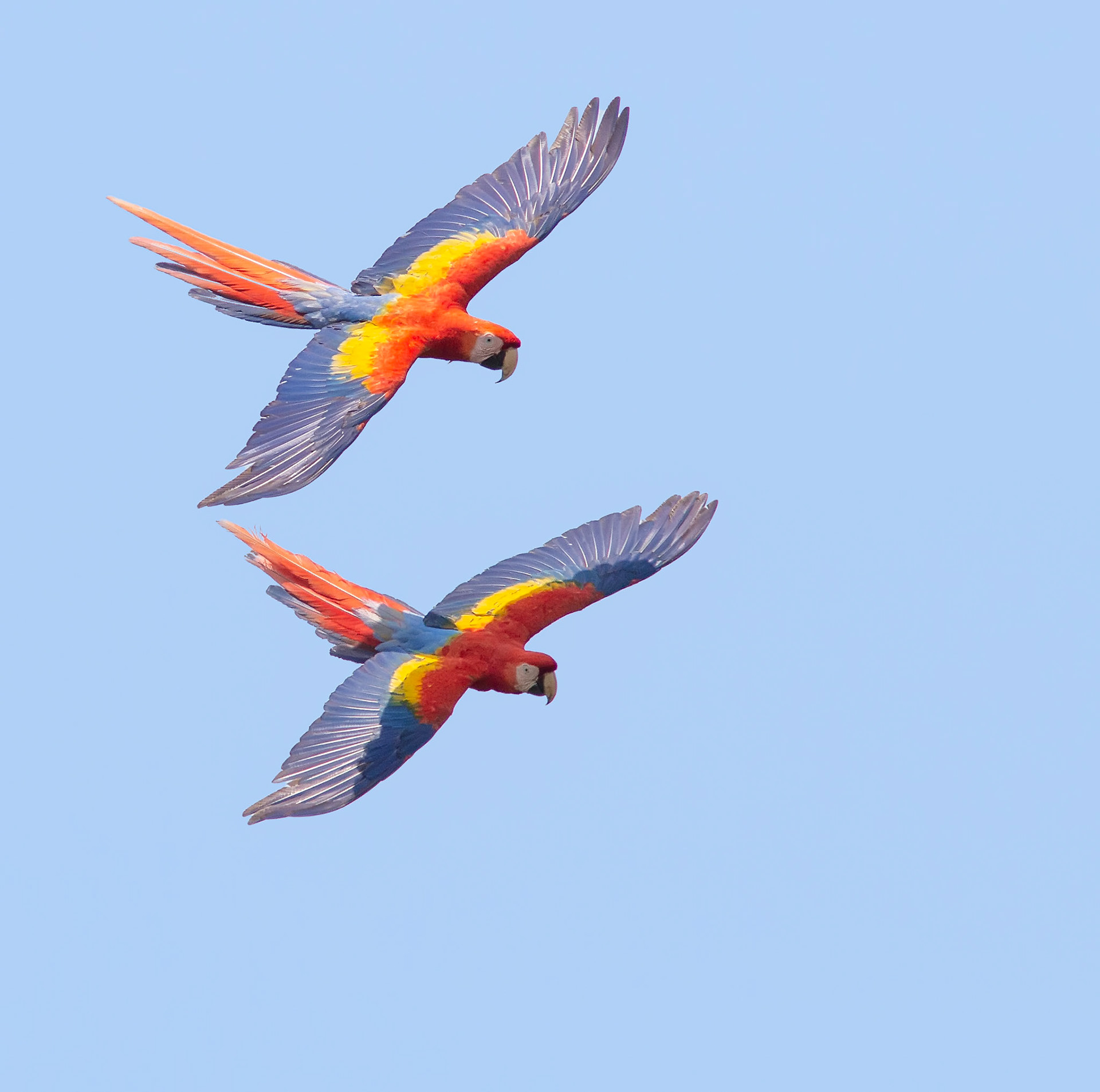 Scarlet Macaws