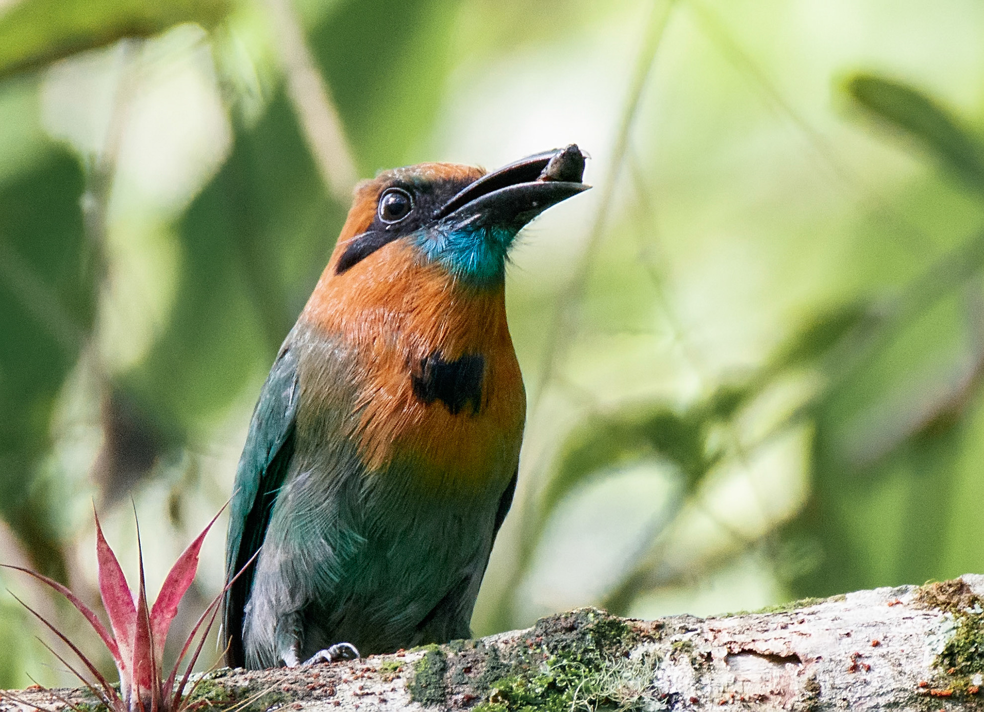 Broad-billed Motmot