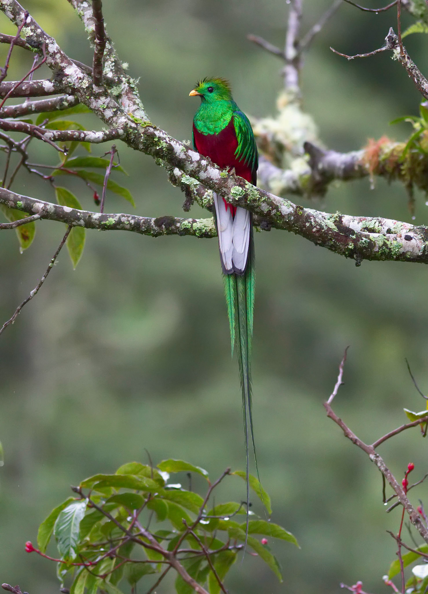 Resplendent Quetzal, Male