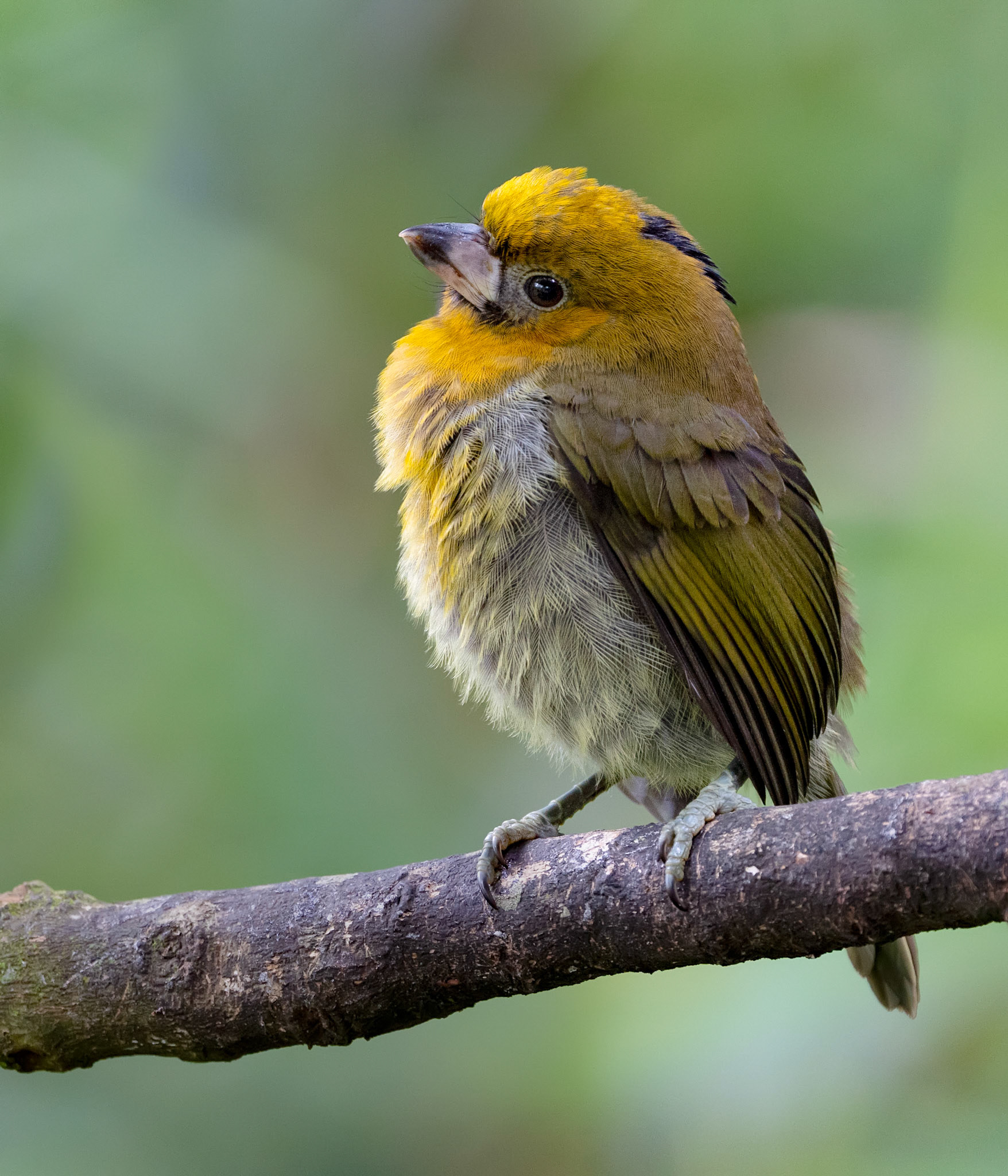 Prong-billed Barbet