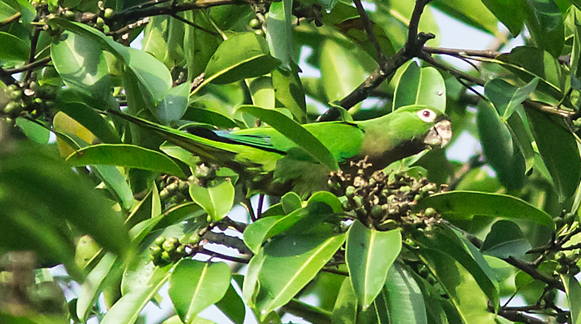 Olive-throated Parakeet