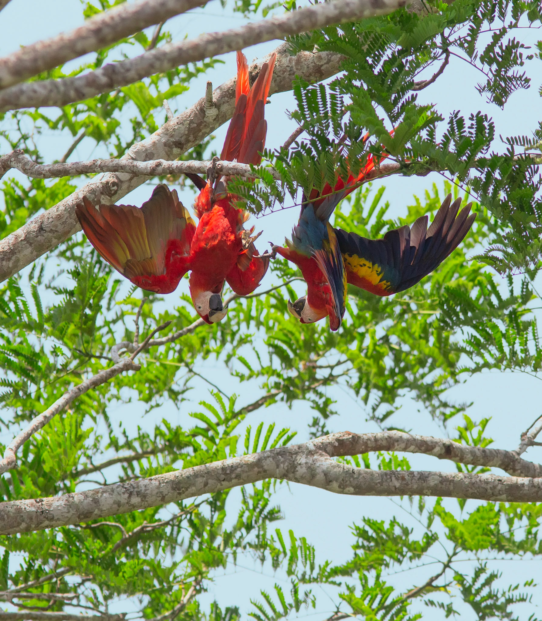 Scarlet Macaws