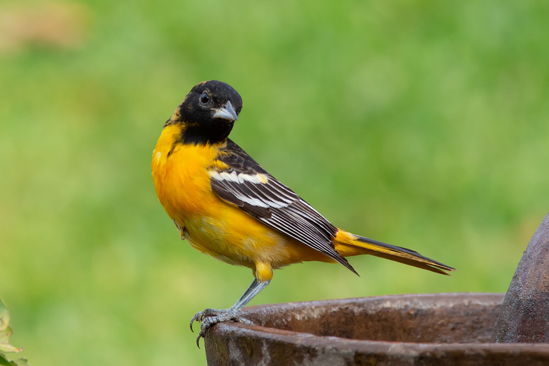 Baltimore Oriole, Juvenile