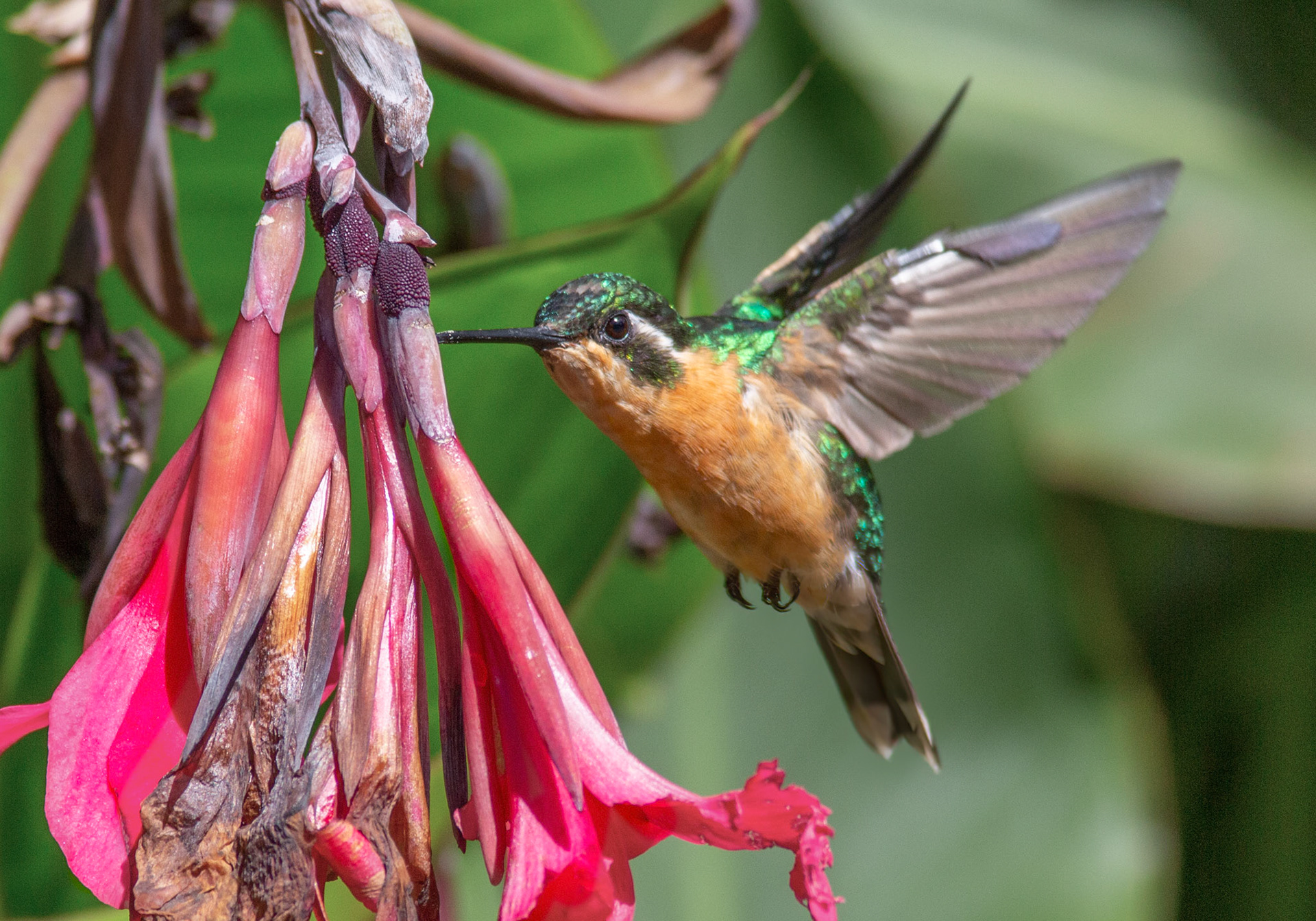 White-throated Mountain-gem, Female
