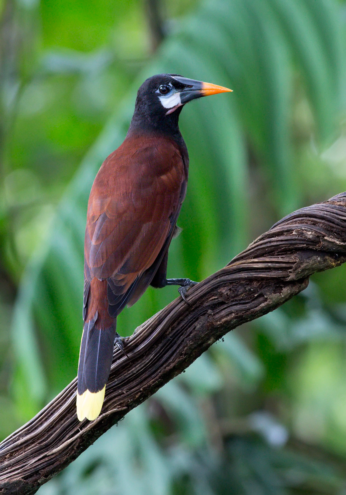 Montezuma Oropendola