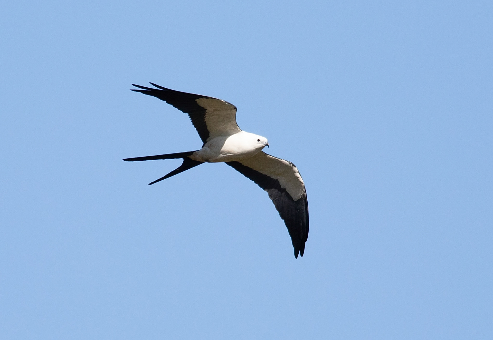 Swallow-tailed Kite