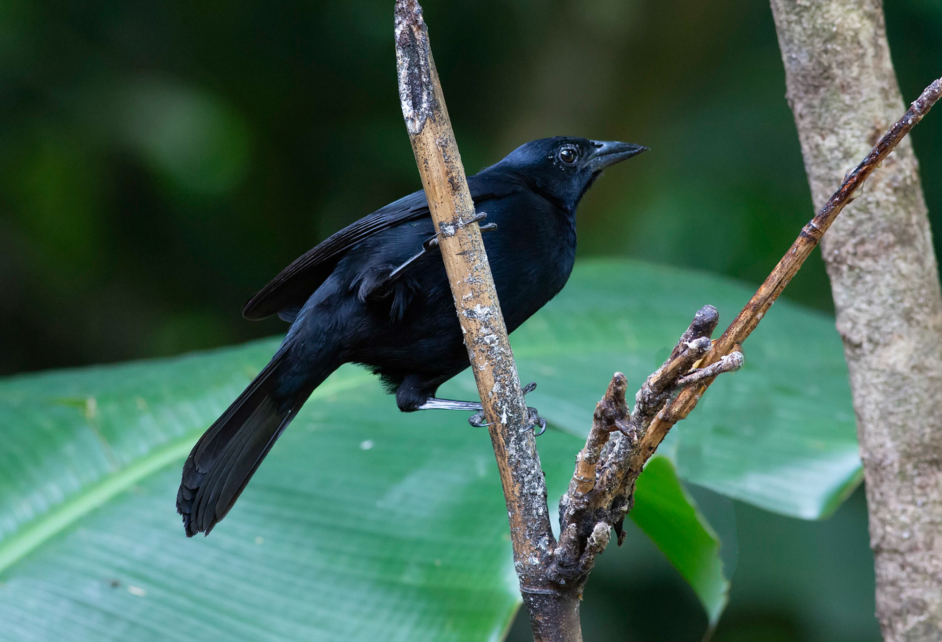 Melodious Blackbird