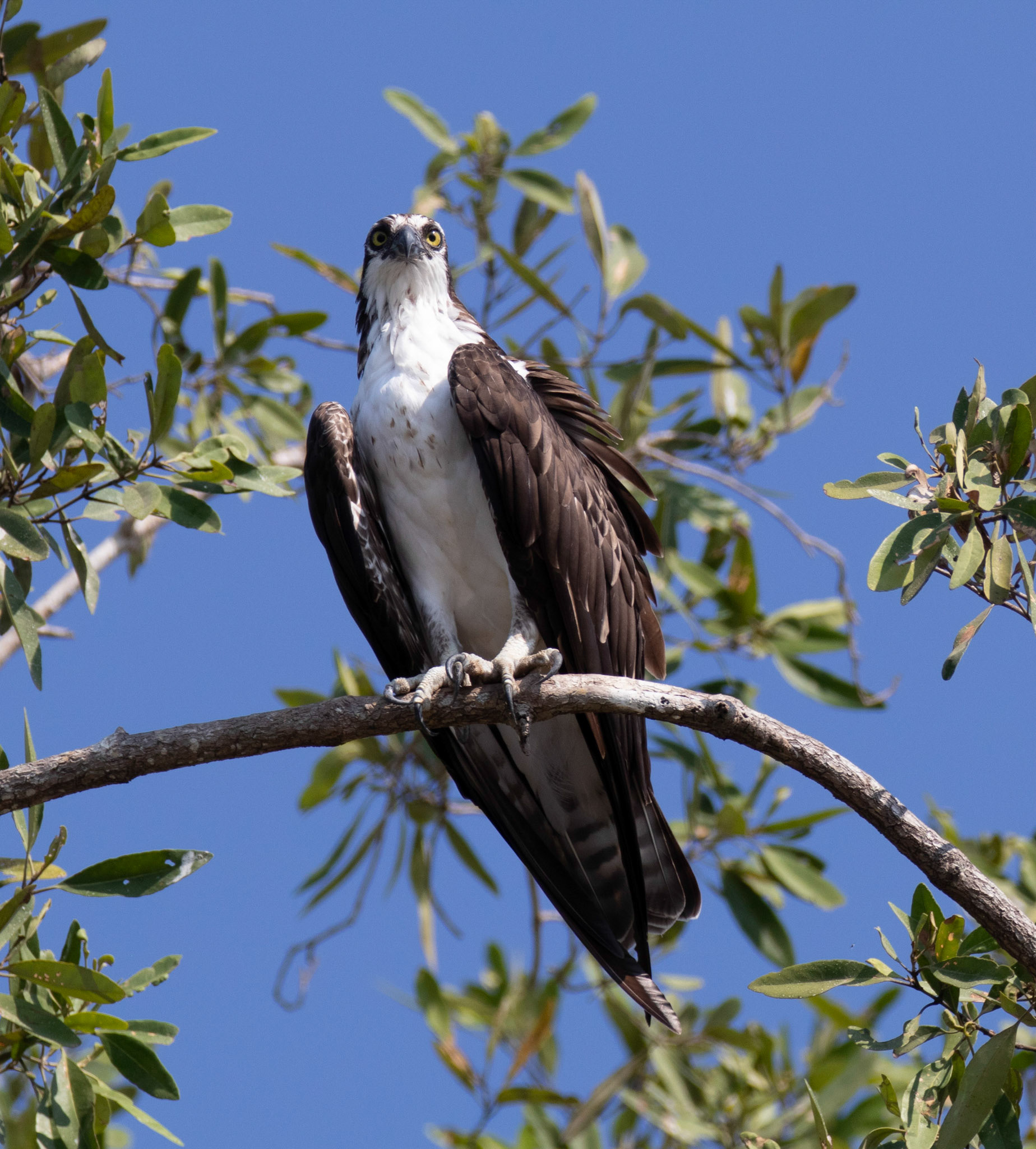 Osprey
