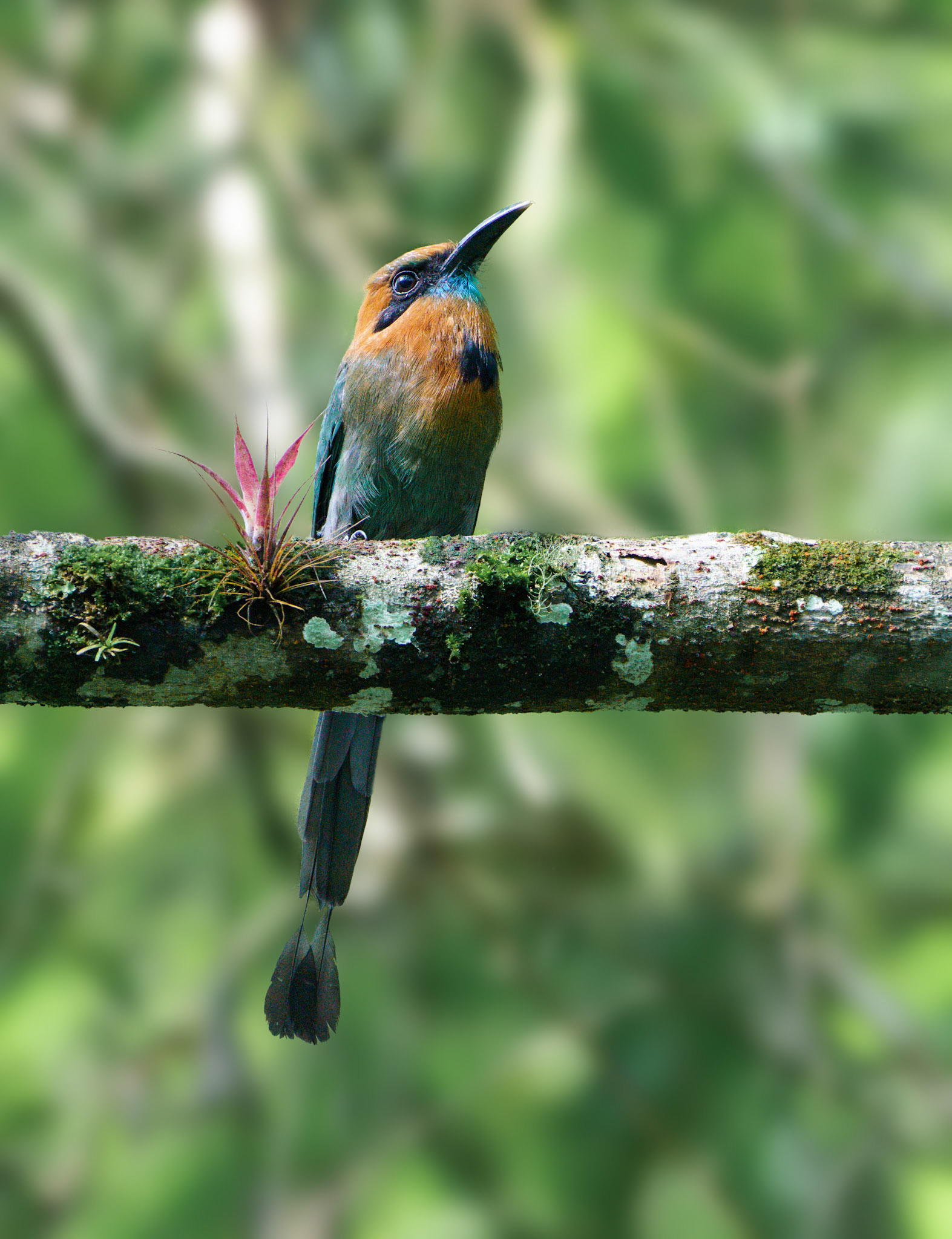 Broad-billed Motmot