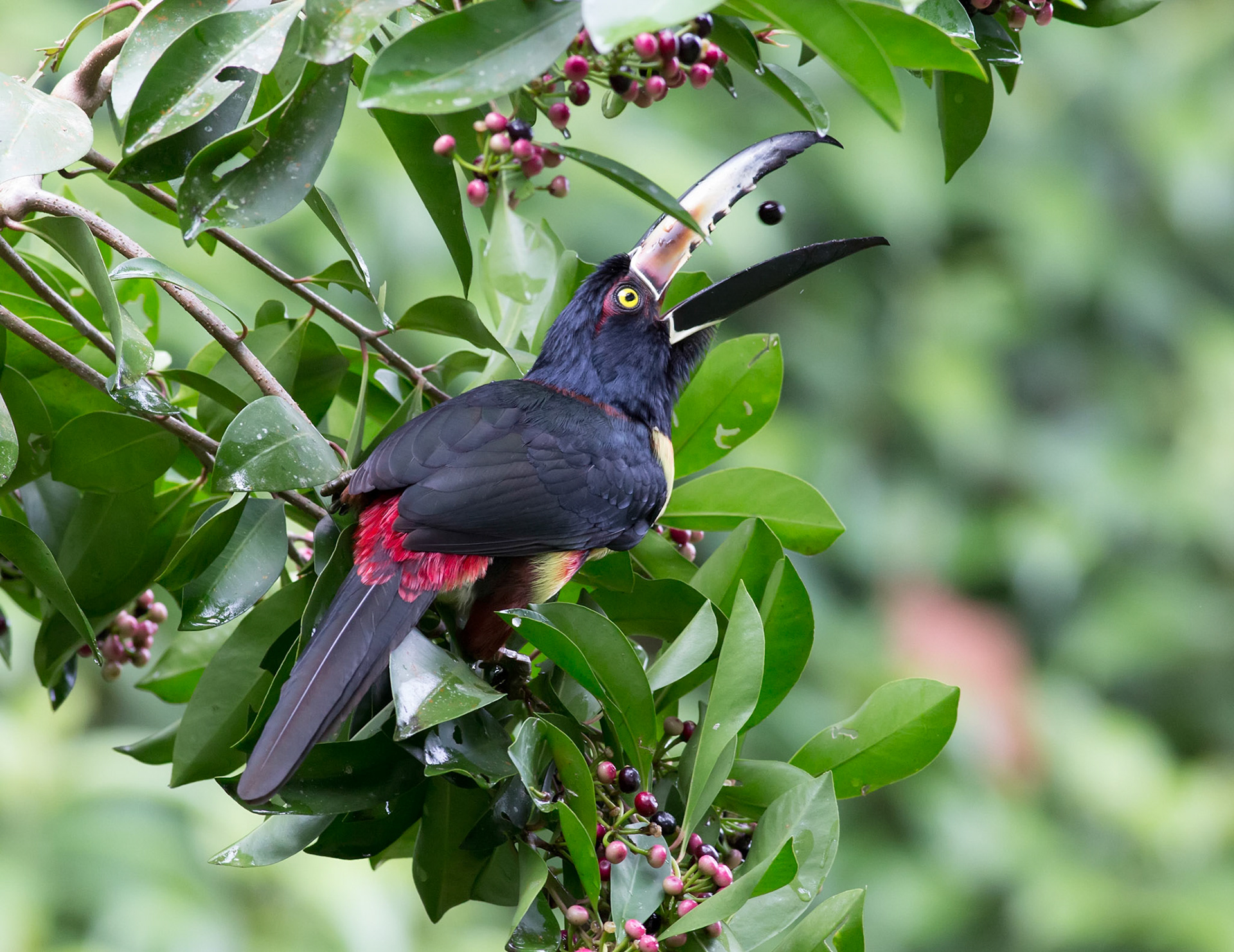 Collared Aracari