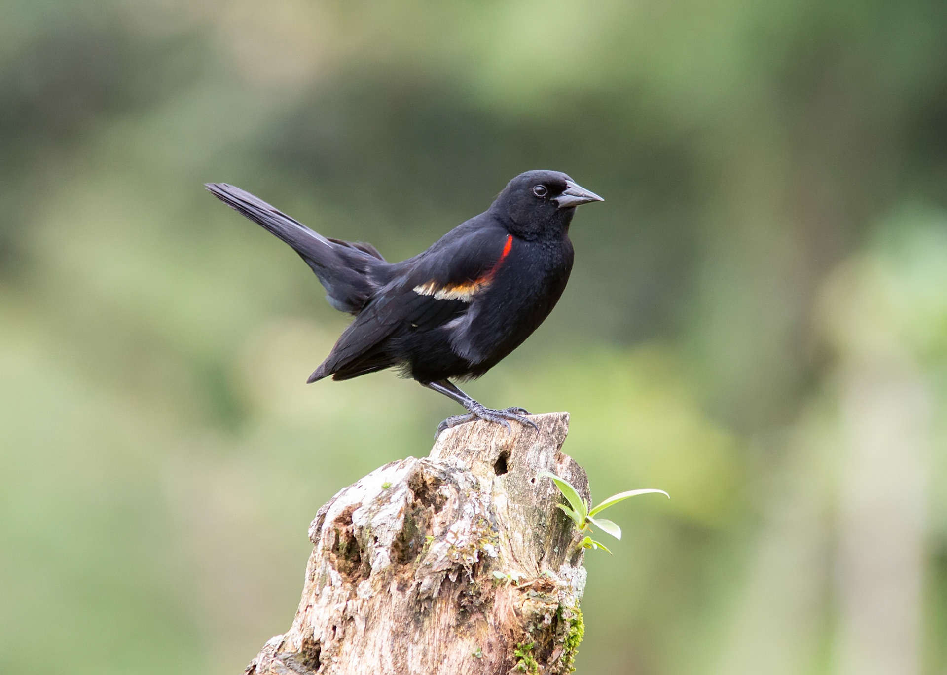 Red-winged Blackbird, Male