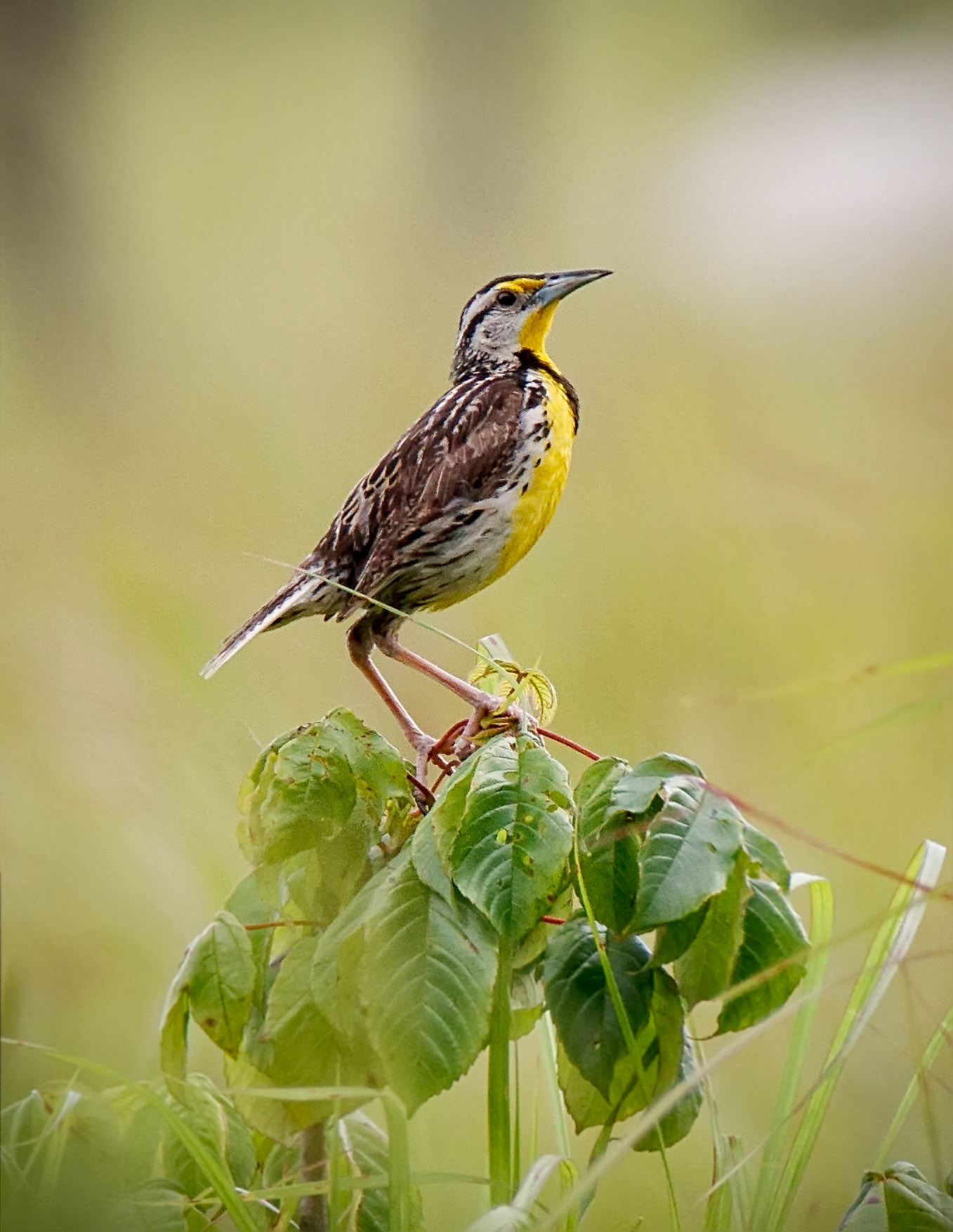 Eastern Meadowlark