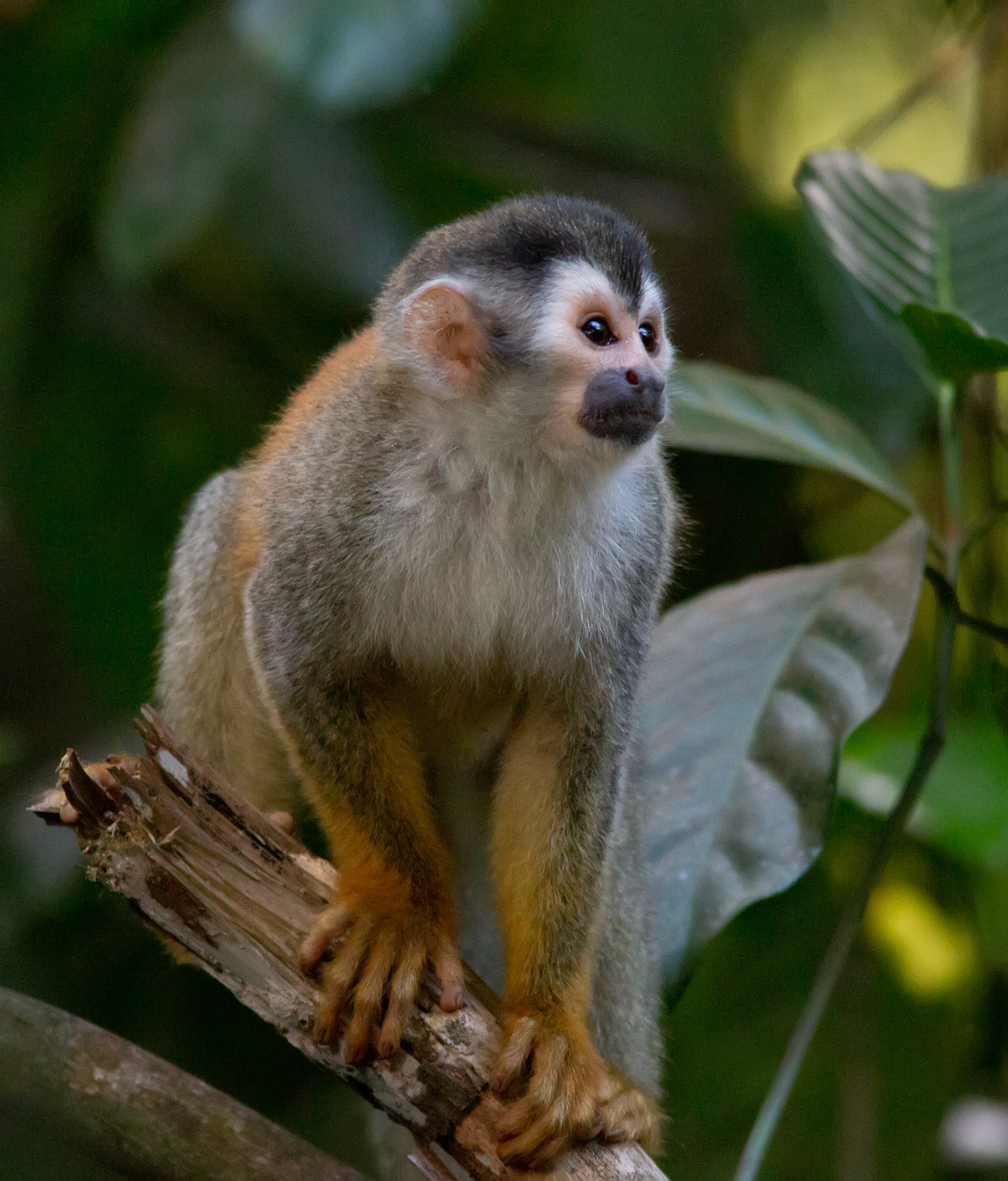 Squirrel Monkey