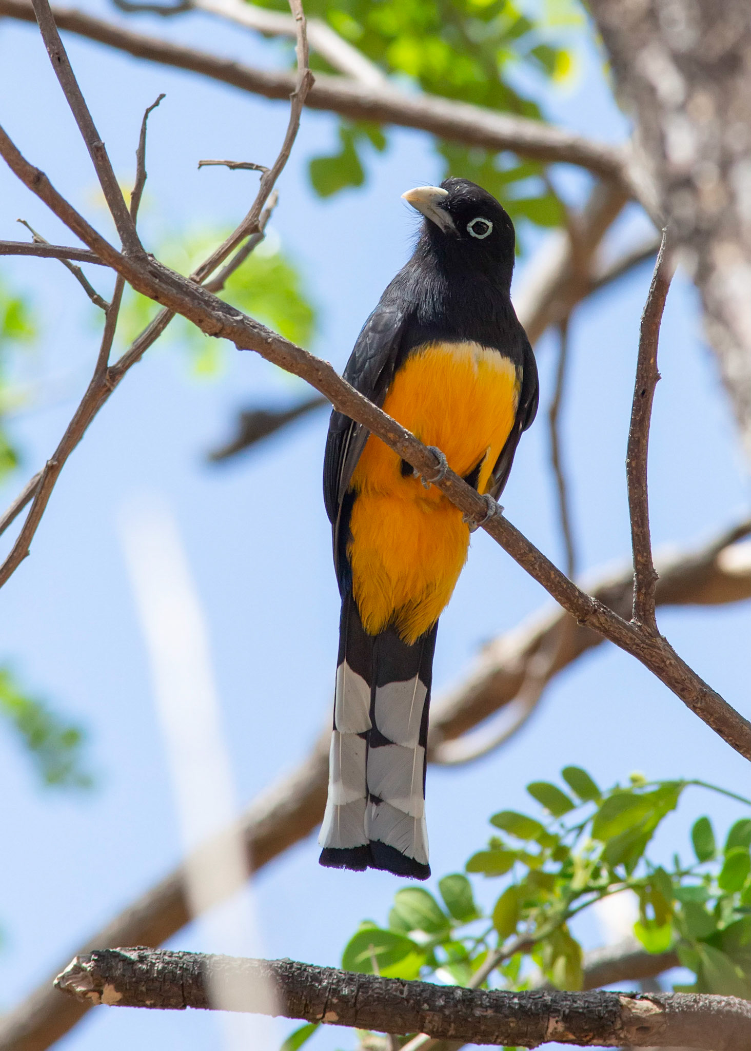 Black-headed Trogon, Male