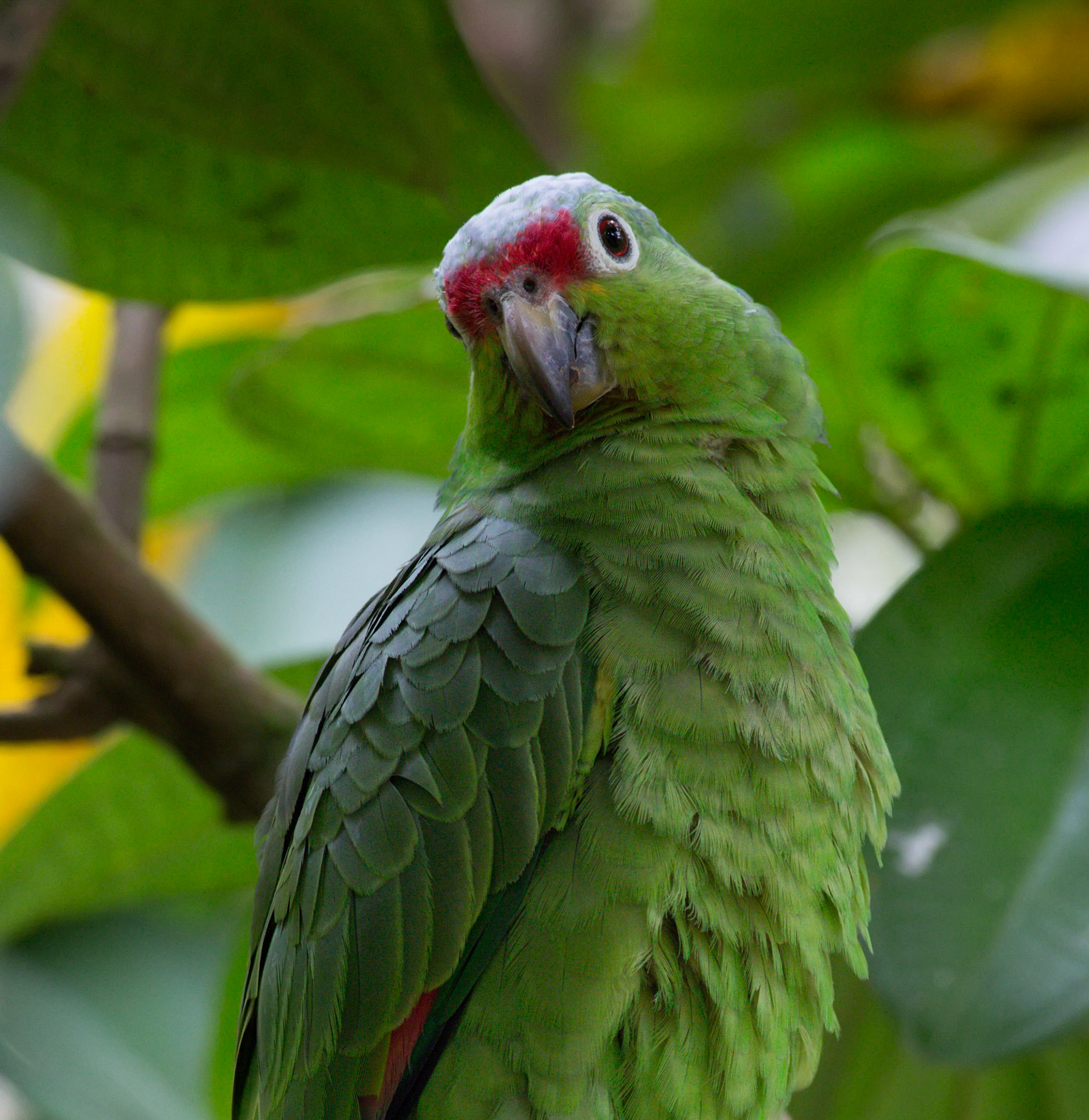 Red-lored Parrot