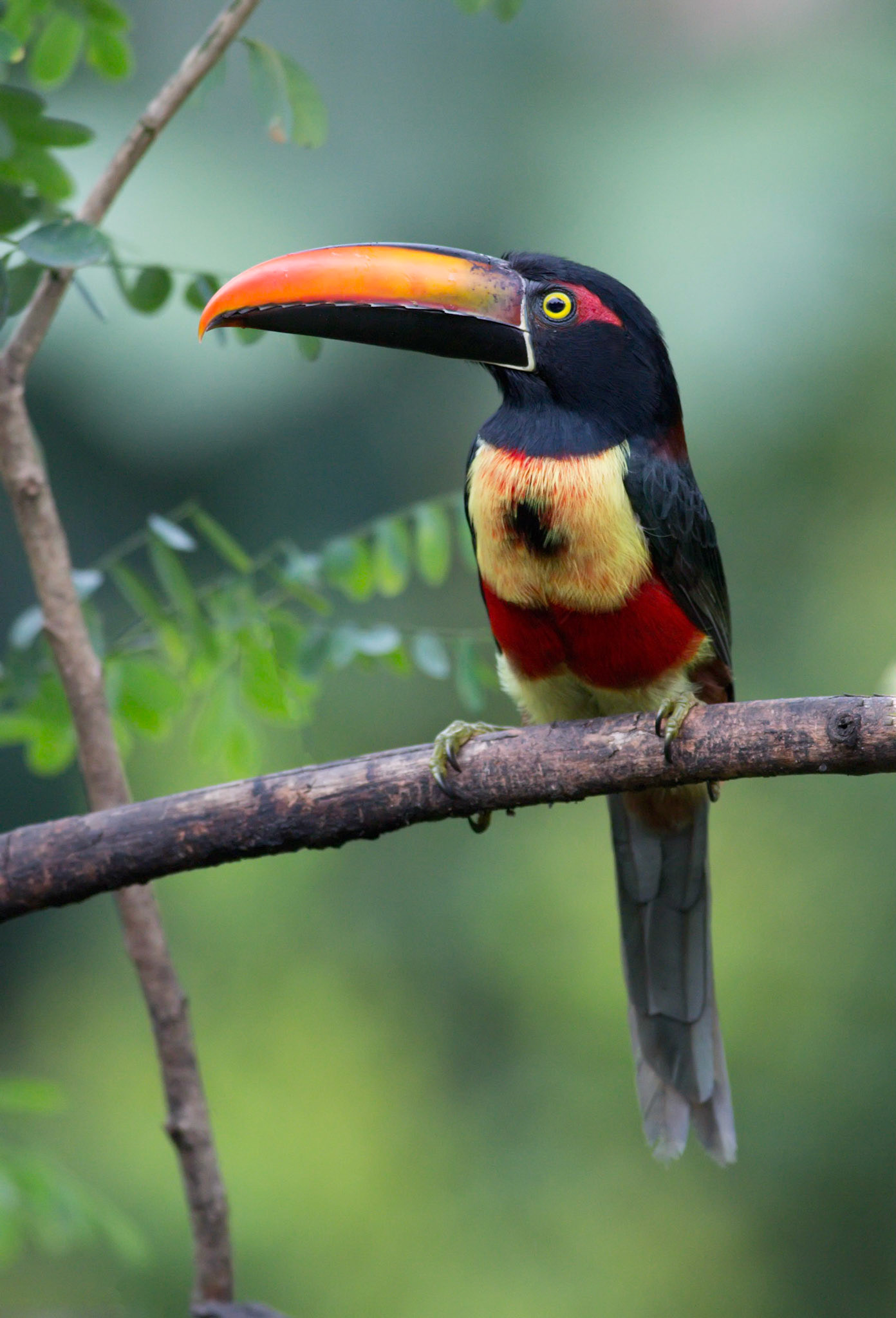 Fiery-billed Aracari
