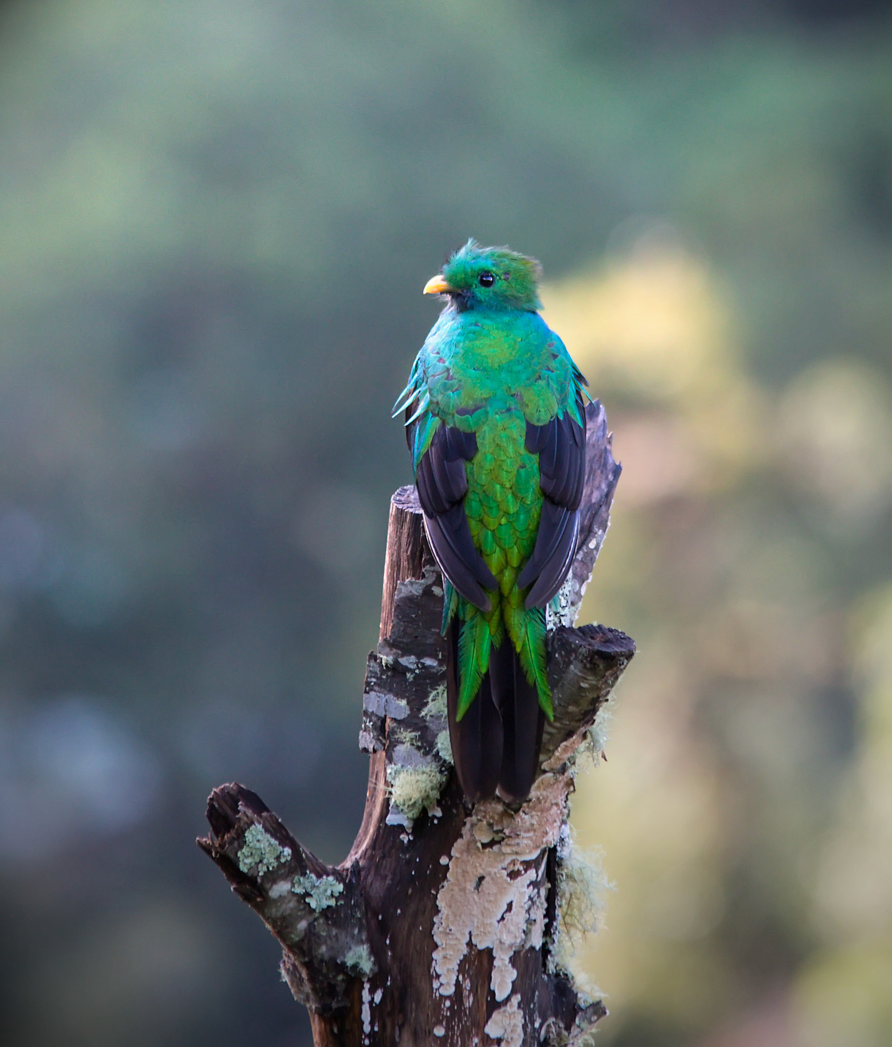 Resplendent Quetzal, Juvenile Male