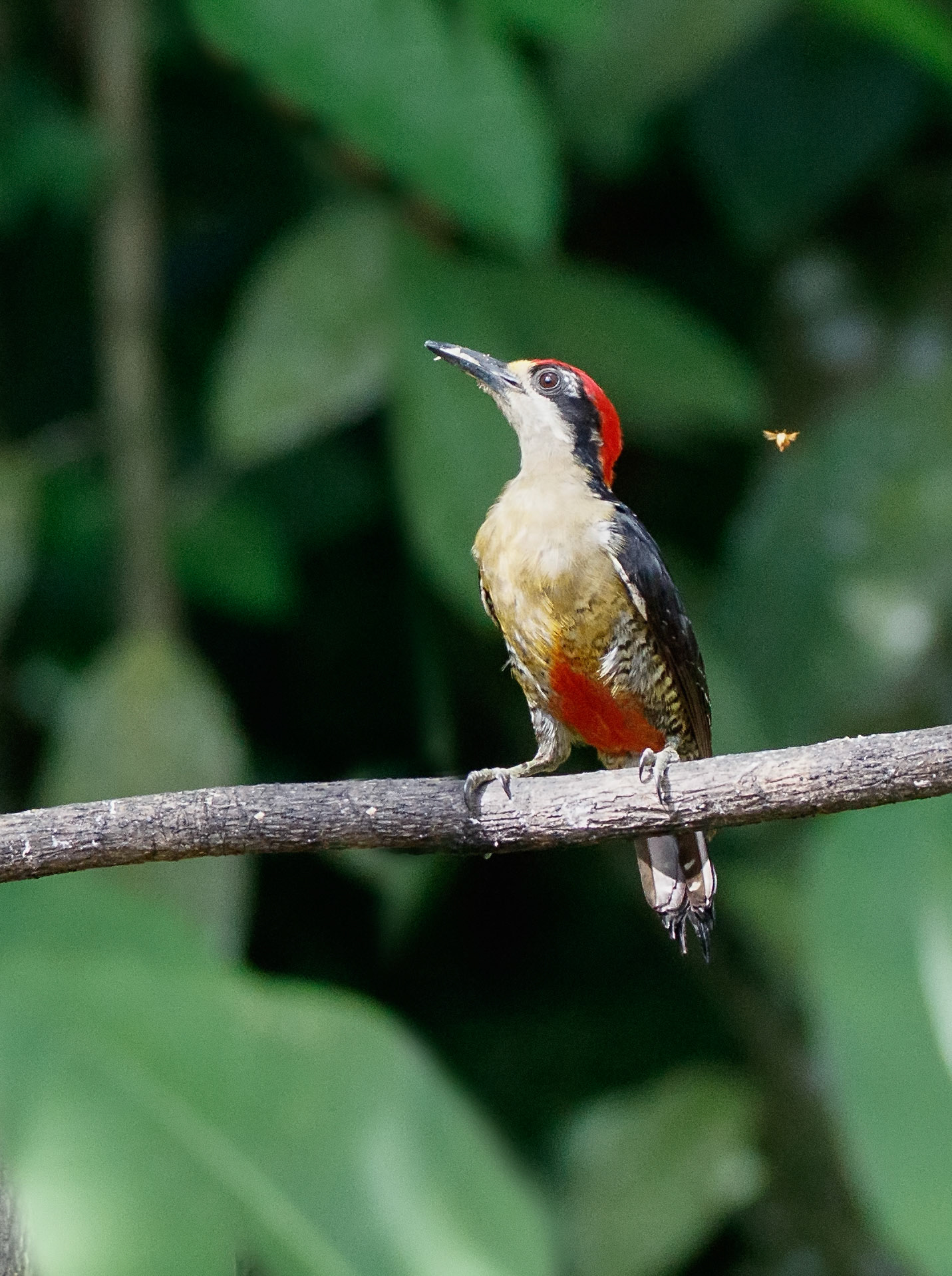 Black-cheeked Woodpecker, Male