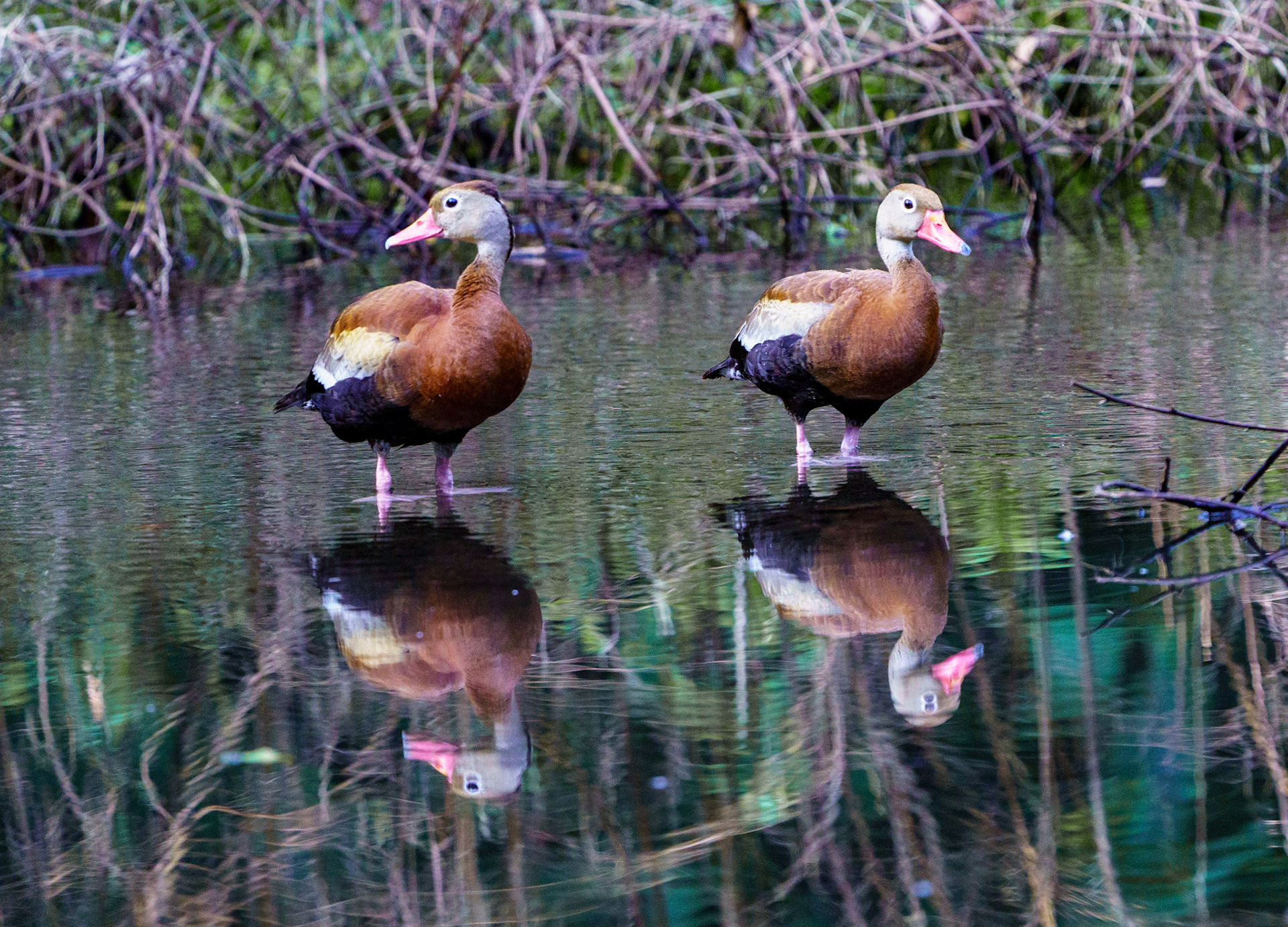 Black-bellied Whistling-Duck