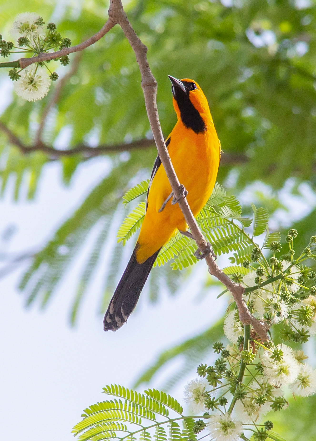 Streak-backed Oriole, Male