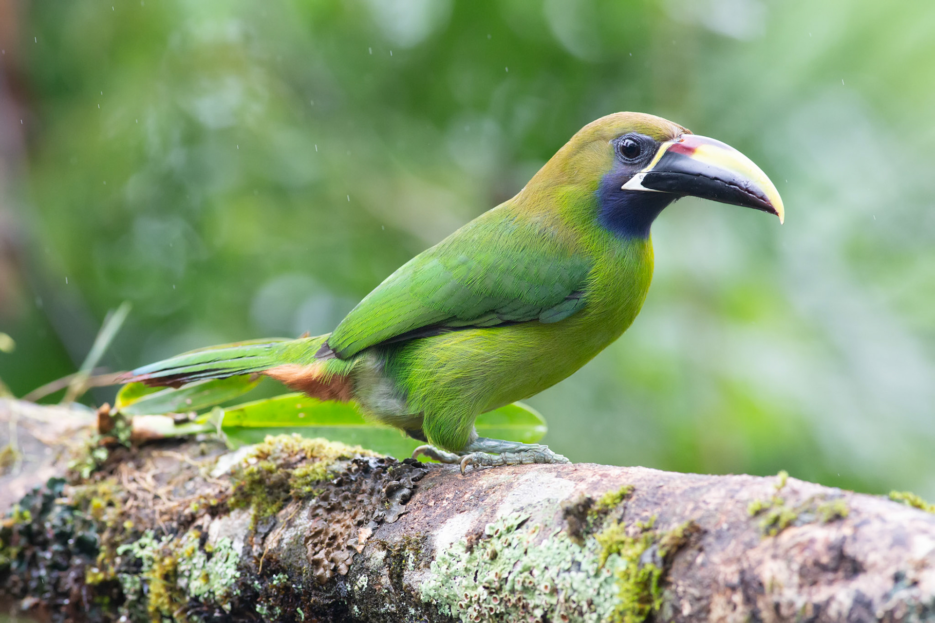 Northern Emerald-Toucanet