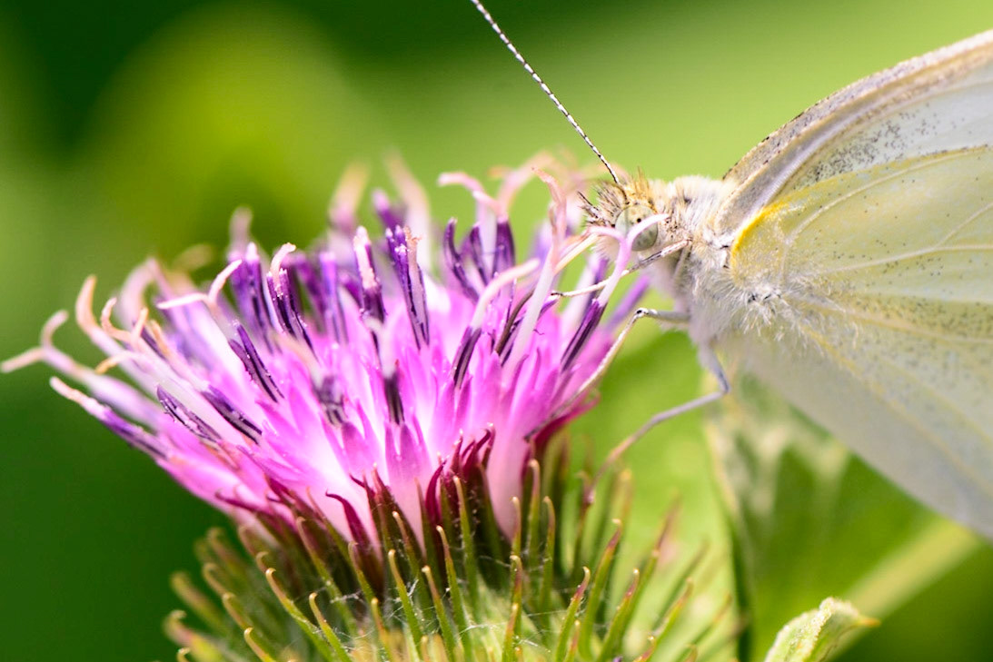 The Delicate Balance