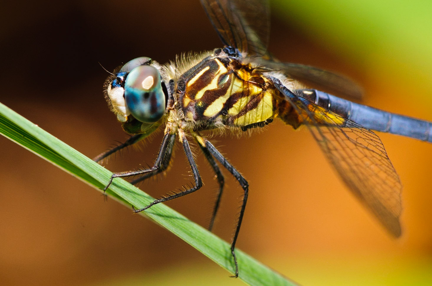 Here there be dragons