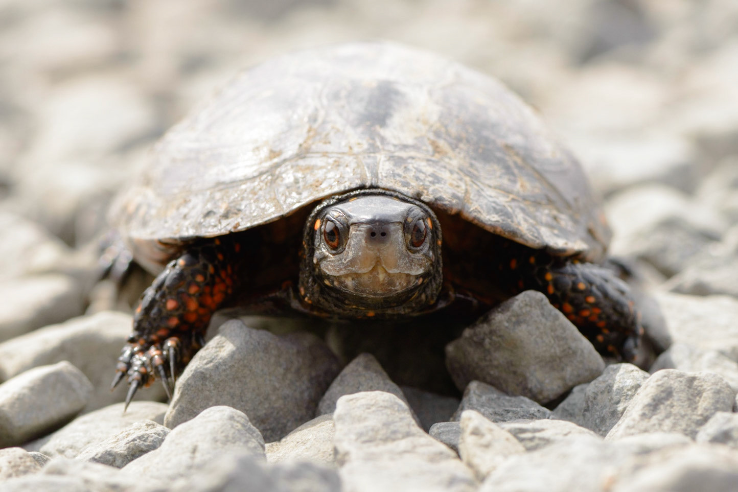 Turtle Power