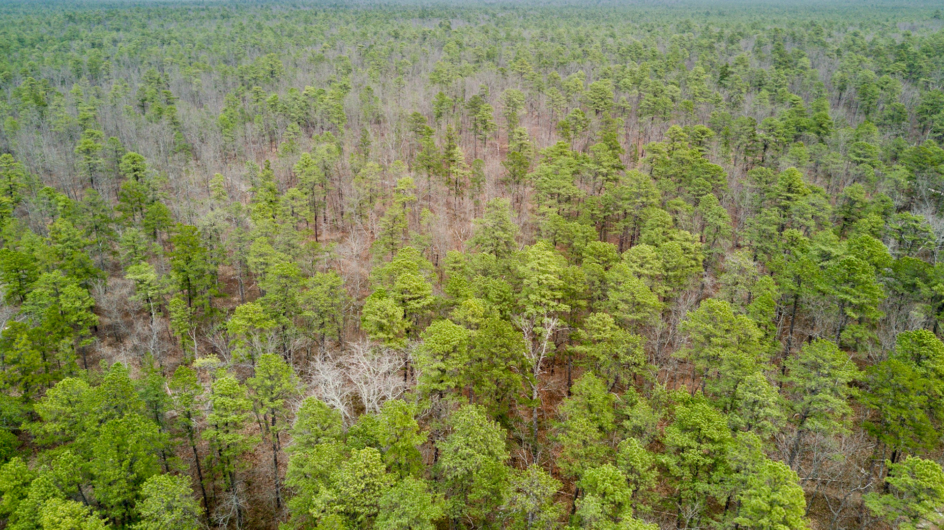 Pine Barrens