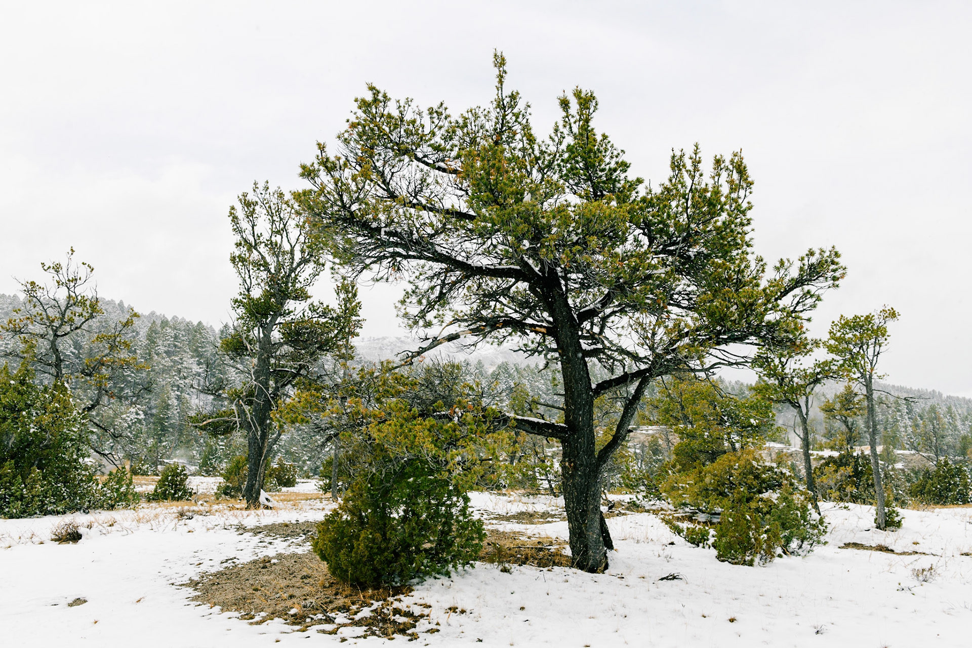 Mammoth Hot Springs