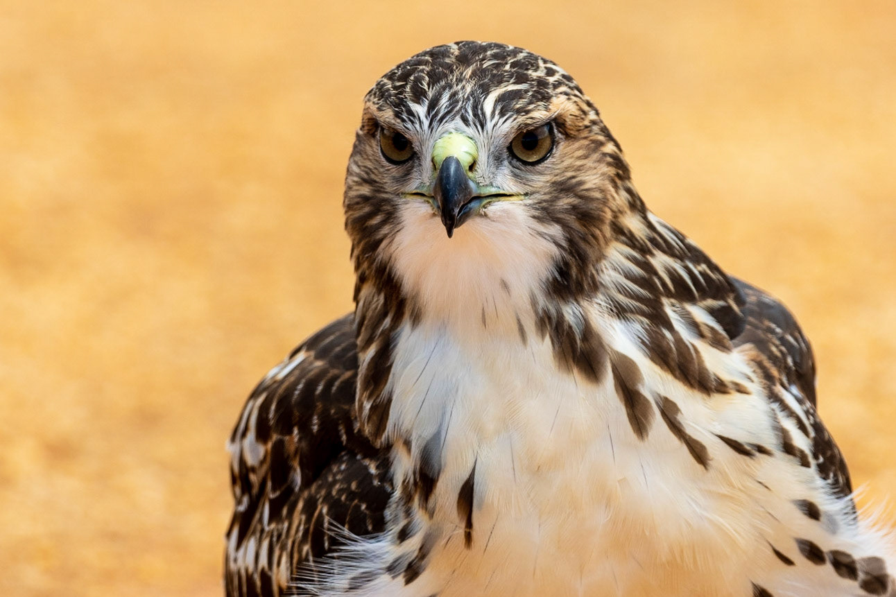 My friend the raptor