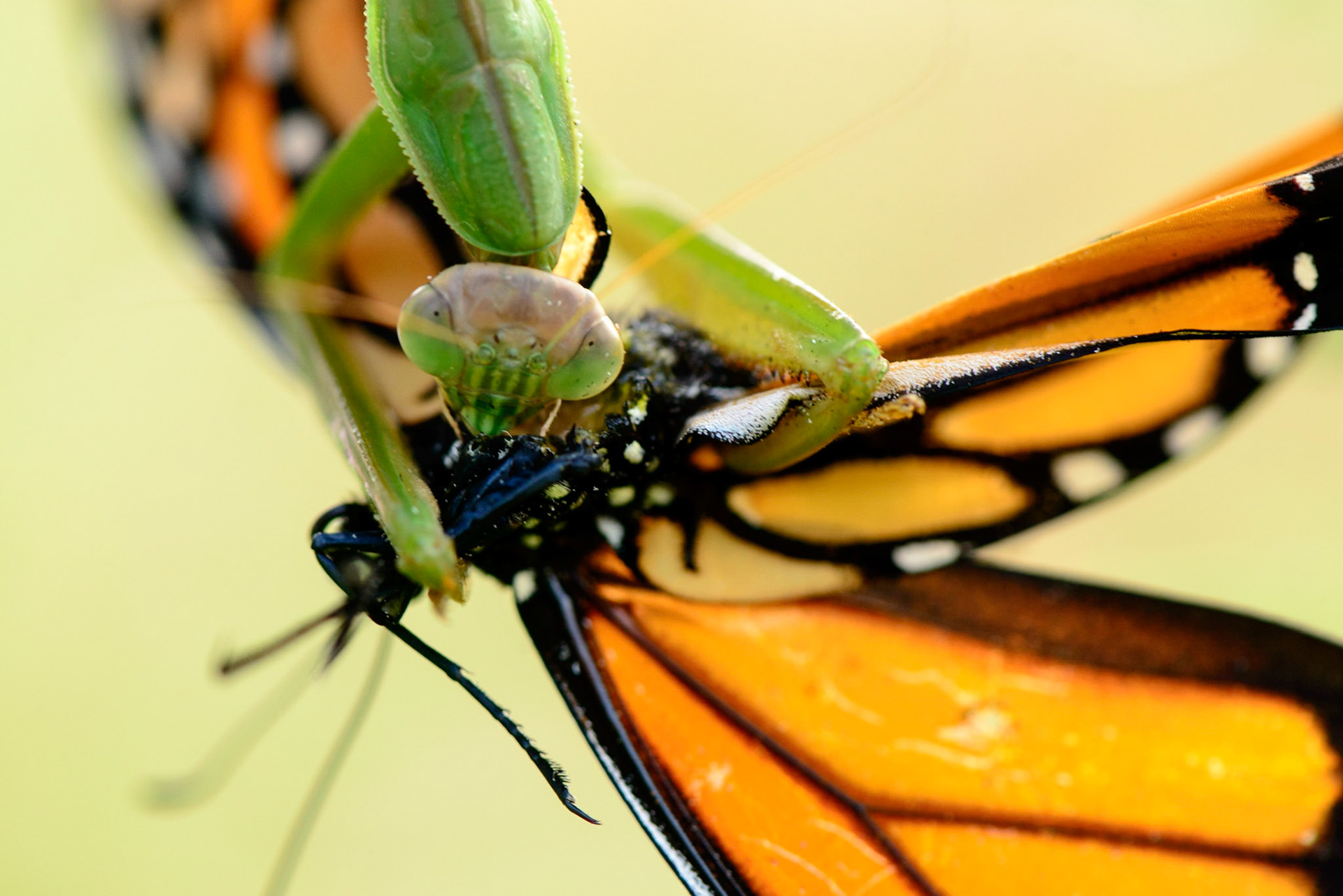 The Violence of Nature