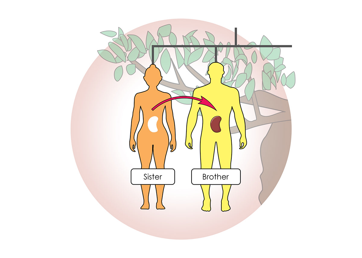 slmillustration - Functions of the Kidneys - Book illustration