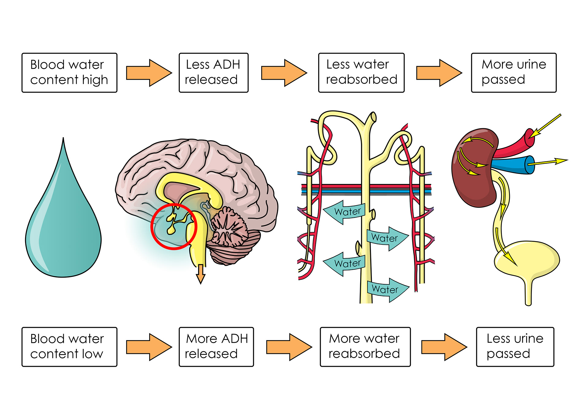 Slmillustration Functions Of The Kidneys Book Illustration slmillustration-functions-of-the-kidneys-book-illustration