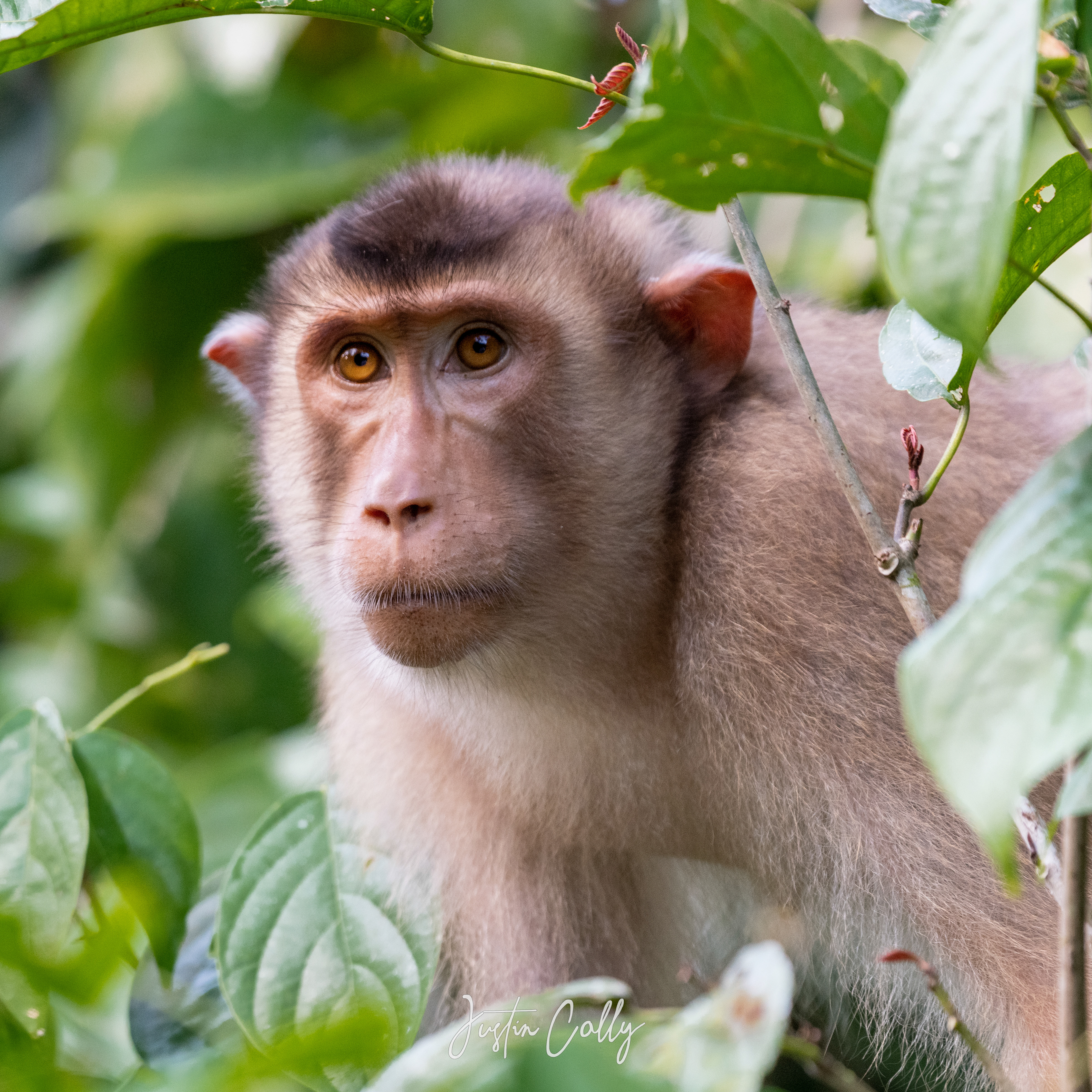 Southern pig-tailed macaque (Macaca nemestrina) in Kinabatangan, Borneo