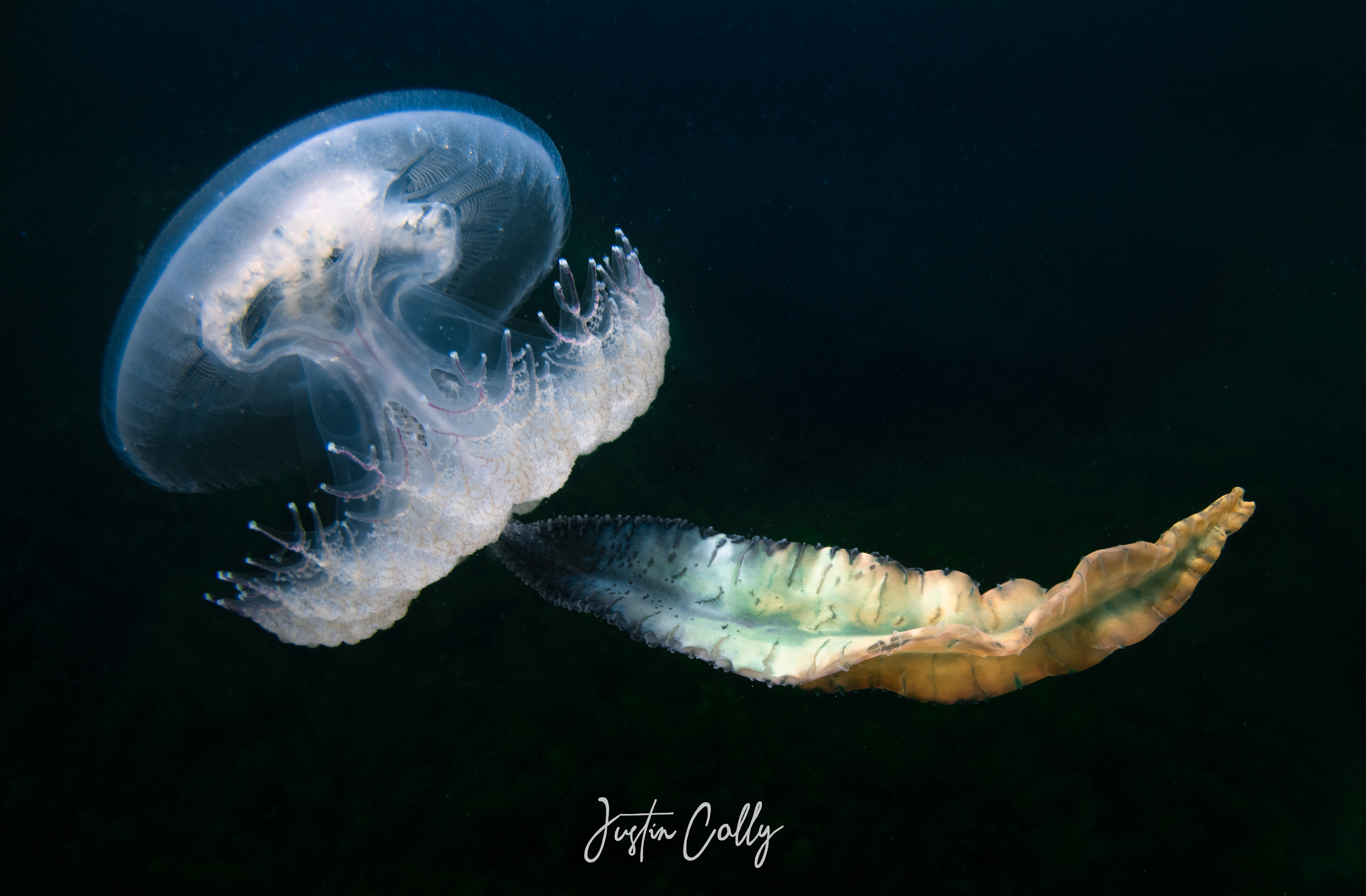 Haeckel's Jellyfish