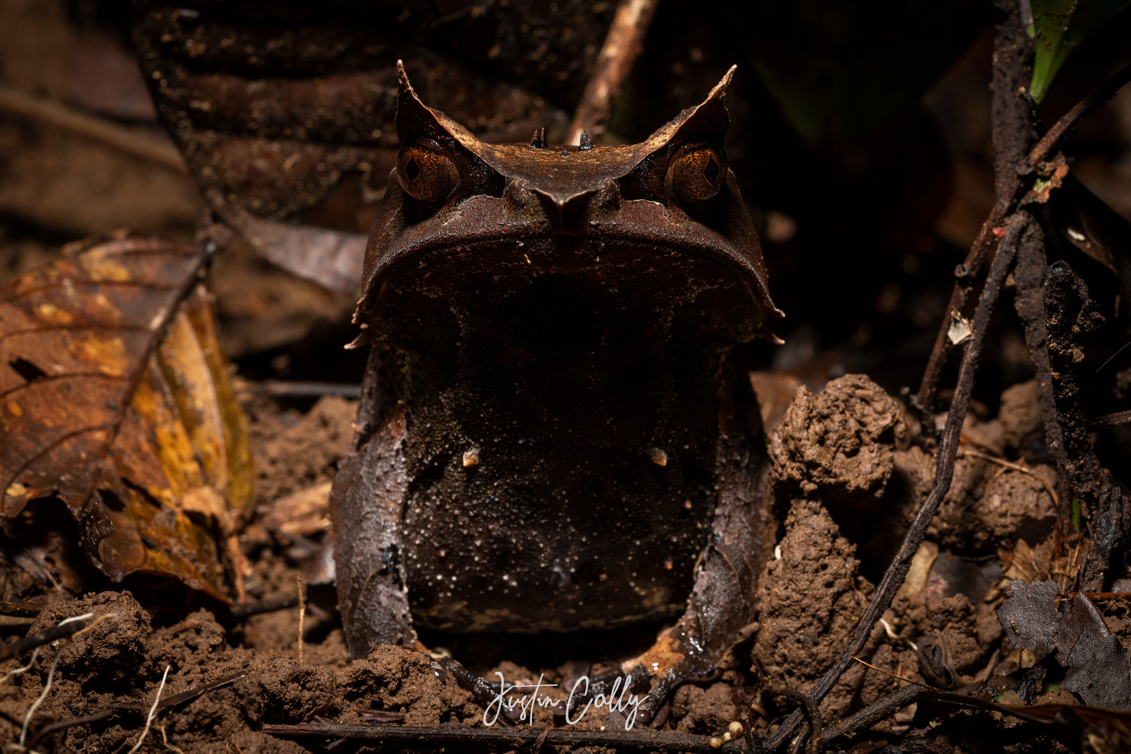 Long-nosed horned frog (Megophrys nasuta) in Danum Valley, Borneo