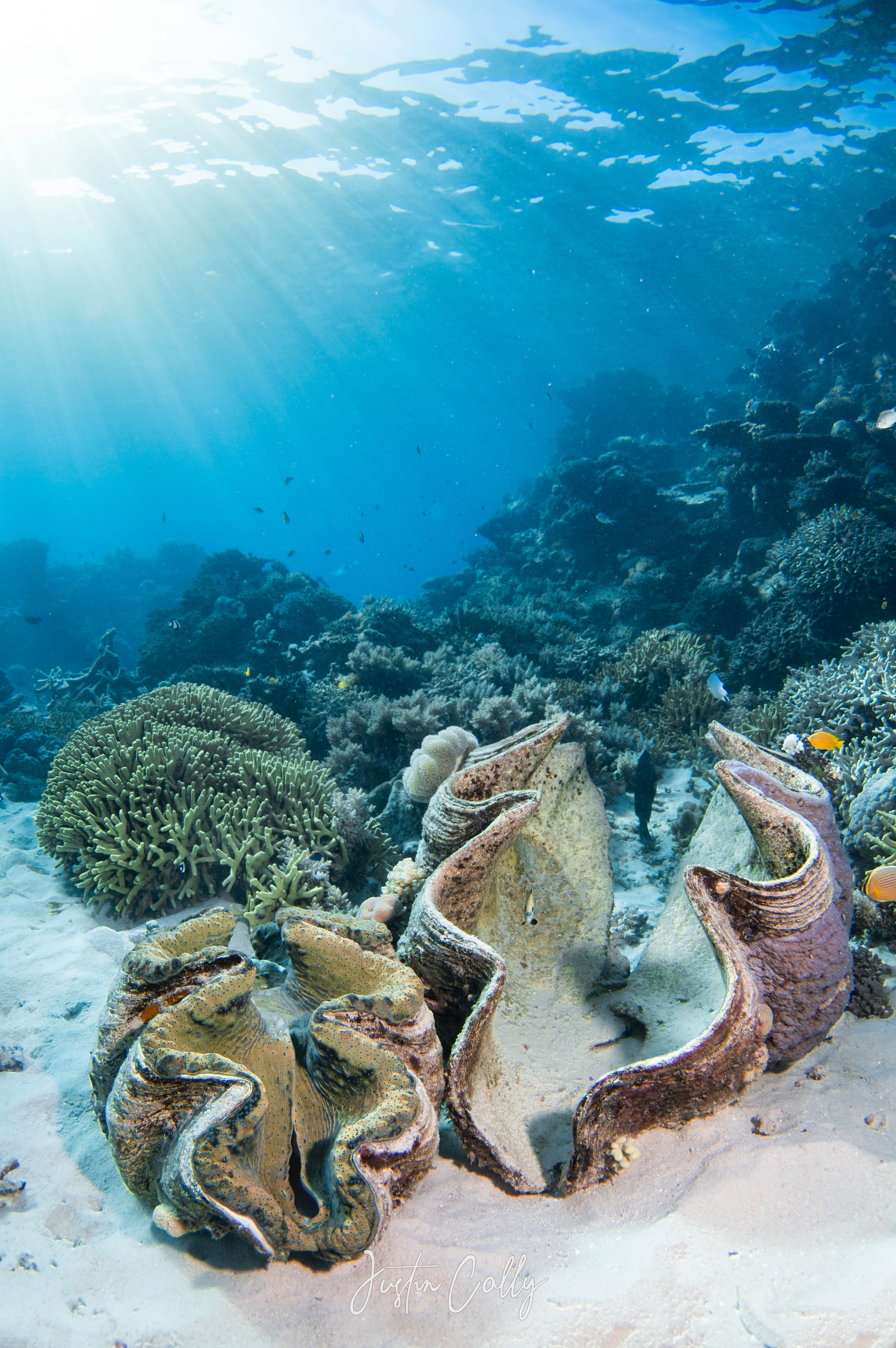 Giant clams and their remnants