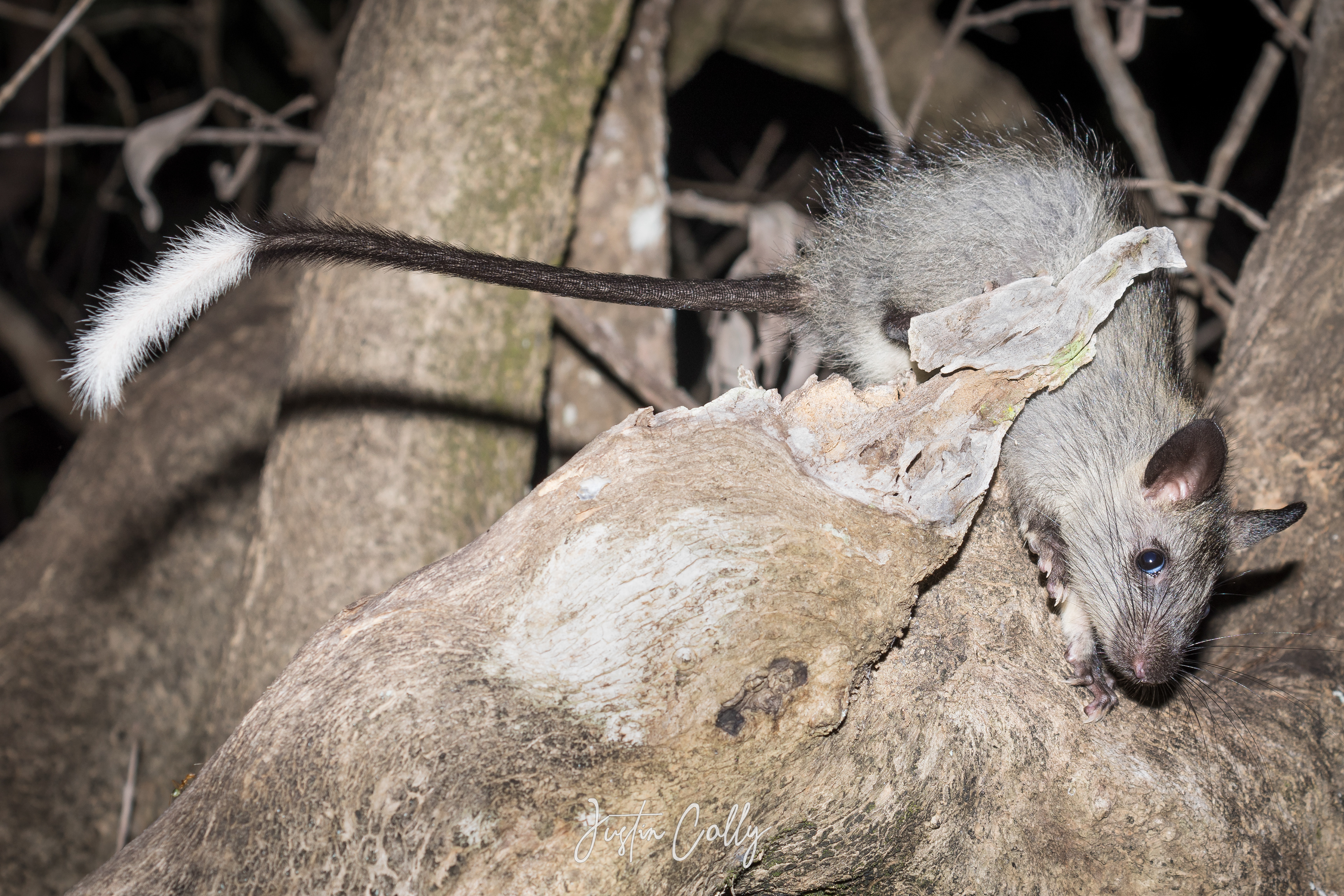 Black-footed tree-rat also known as Djintamoonga (Mesembriomys gouldii) in Kakadu, Australia