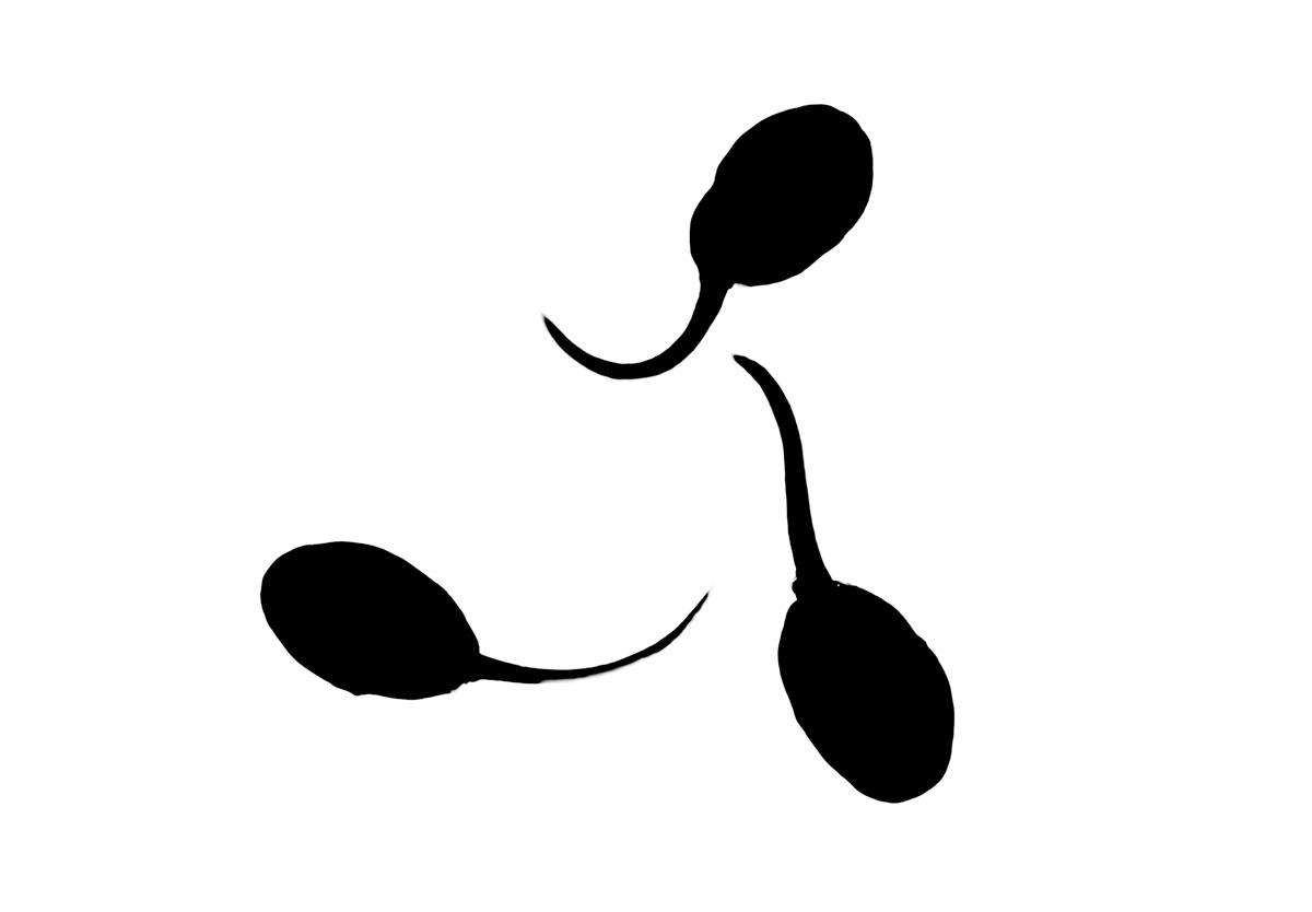 tadpoles