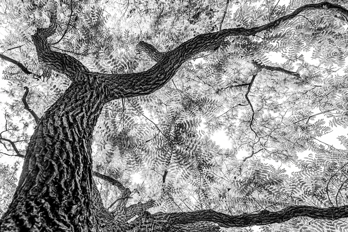 2020: Runner-up in the bw category of the international Nature Photographer of the Year Contest (NPOTY)
