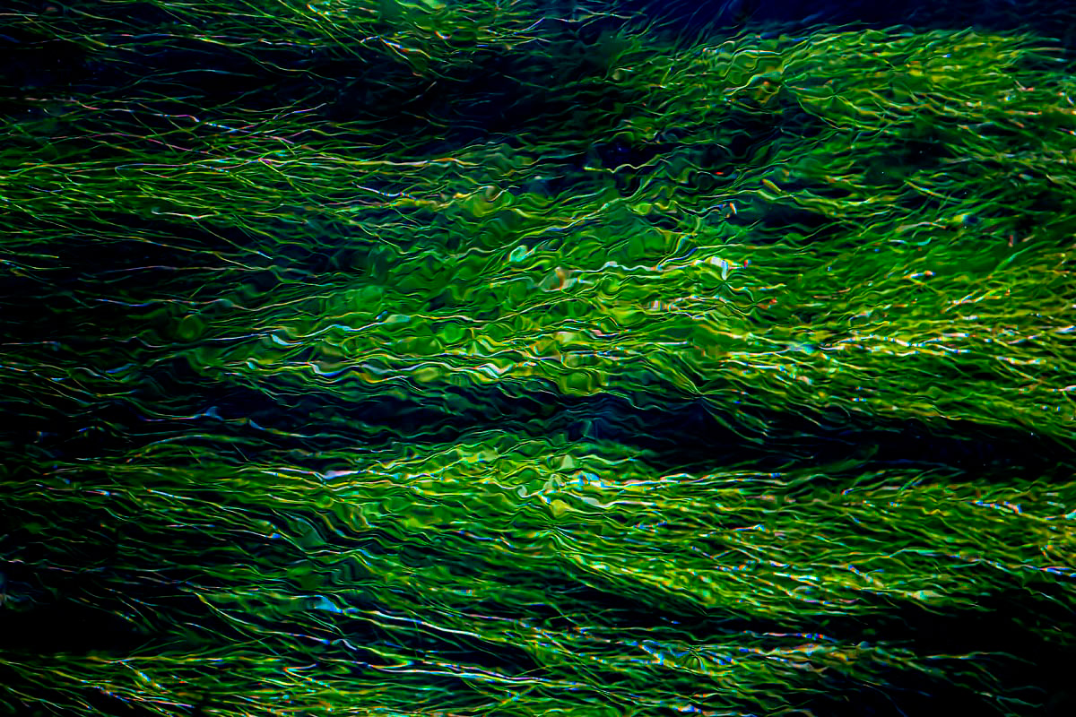 water and plants
