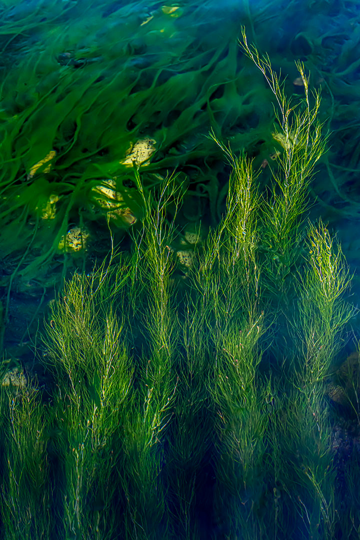 water and plants