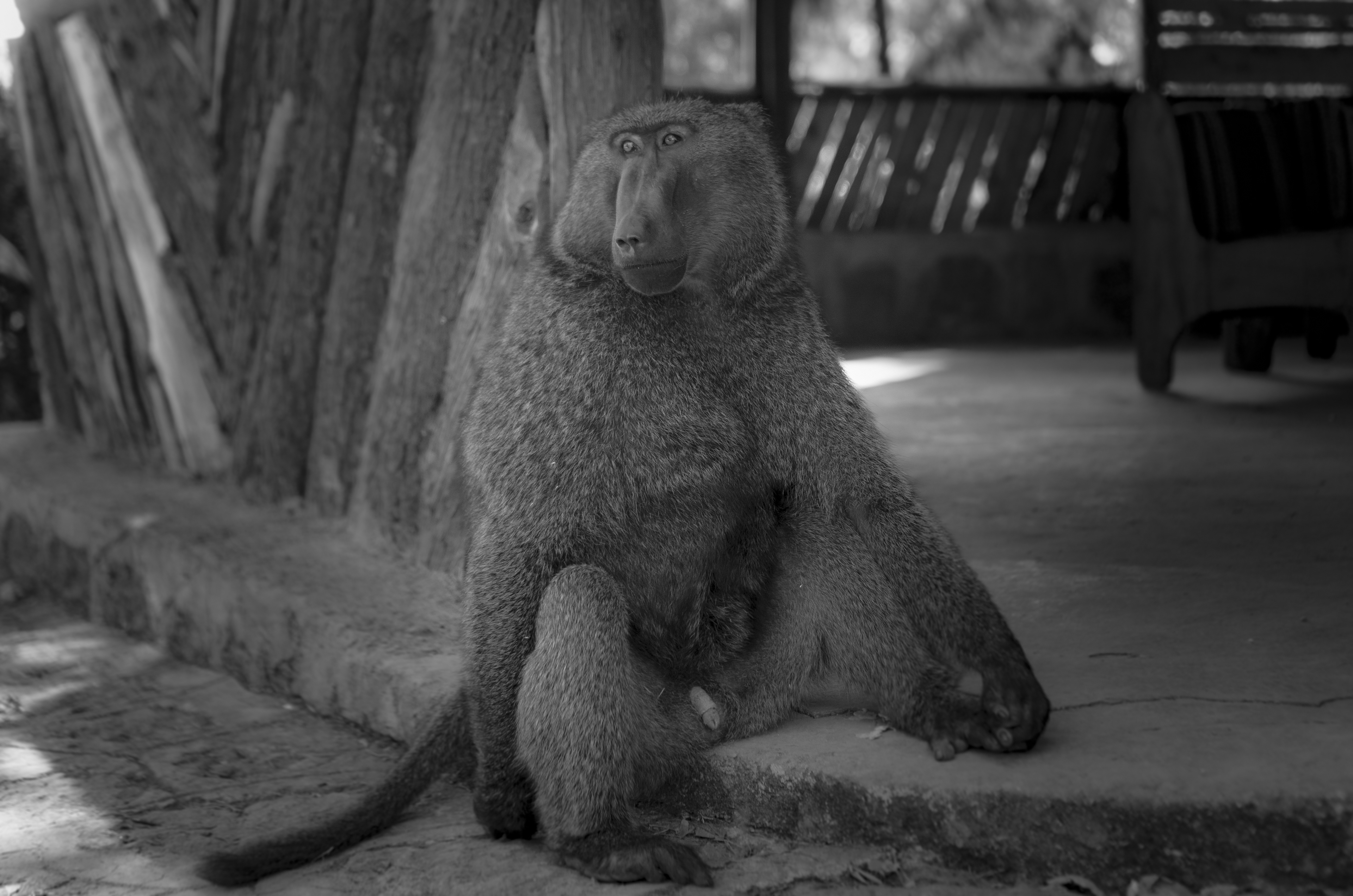 Le singe de Menagesha - Éthiopie 2019 - Martin Peterolff