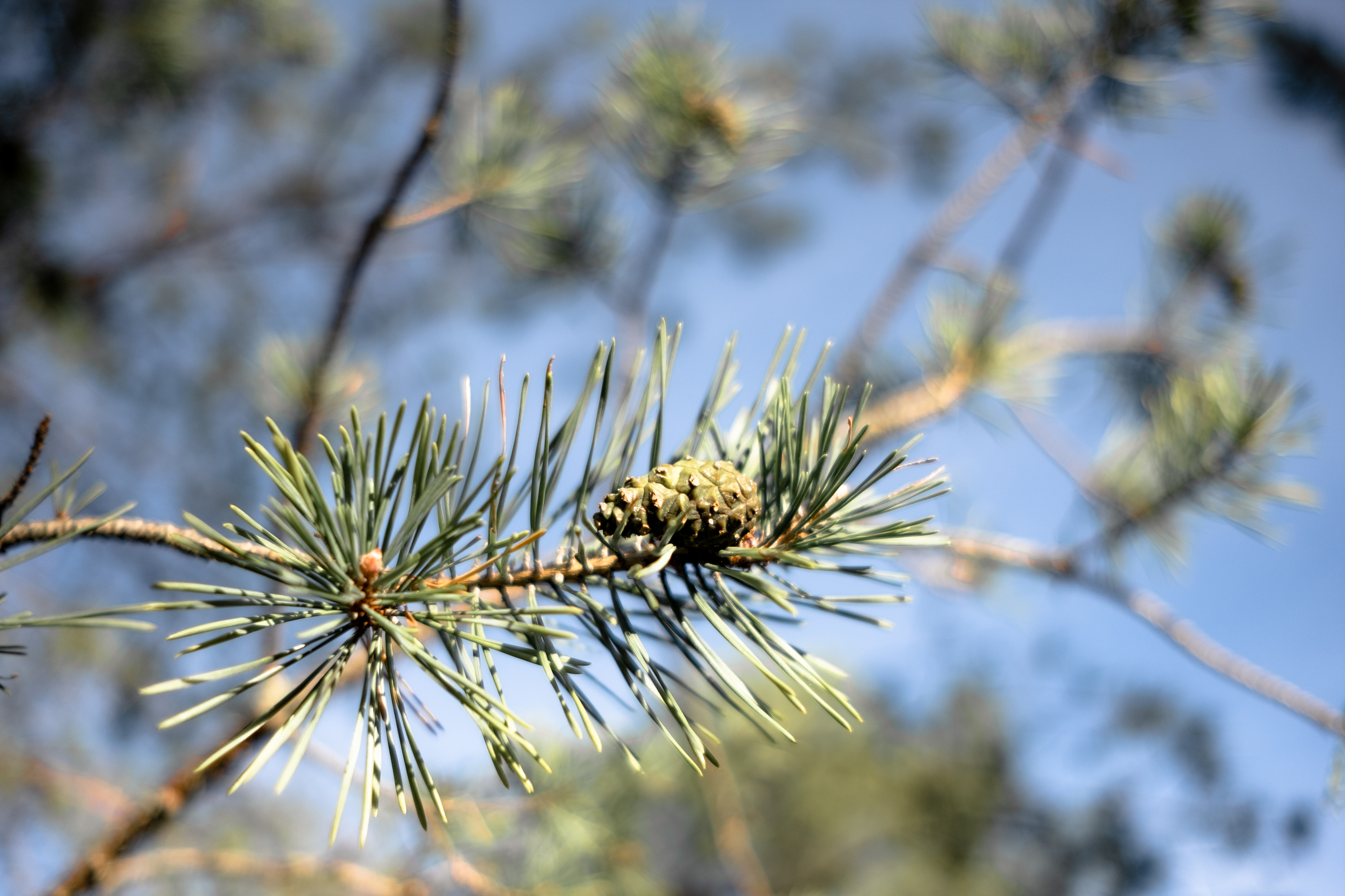 Forêt de Fontainebleau © MARTIN PETEROLFF