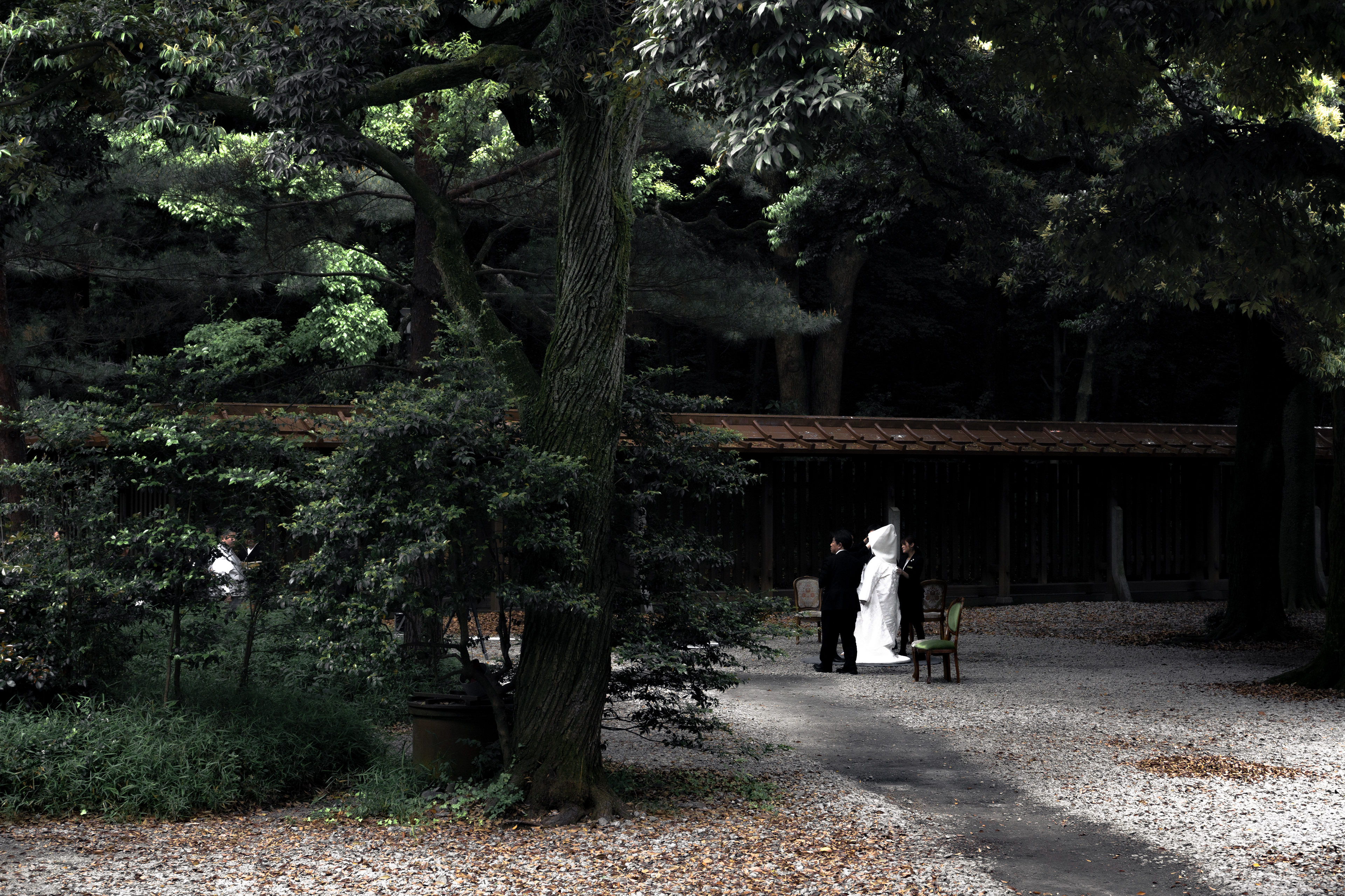 Meiji-Jingu, Tokyo - Japon
