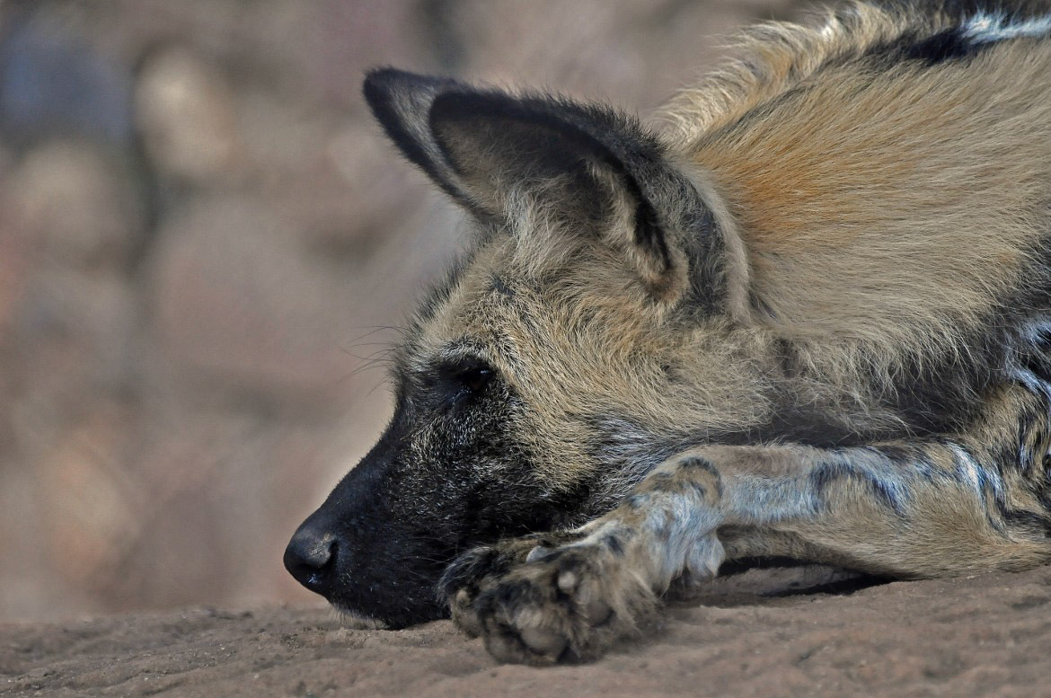 Not so Wild Dog