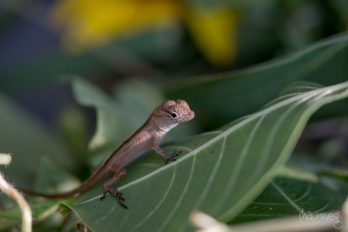 baby anole lizard